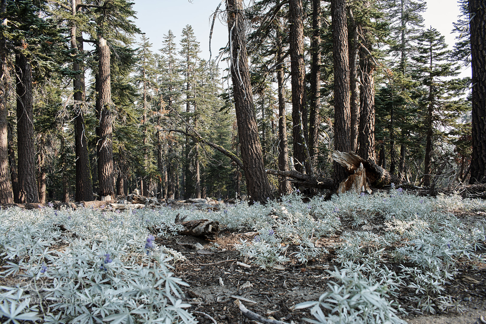 Nikon D3400 sample photo. Shasta trinity forest photography