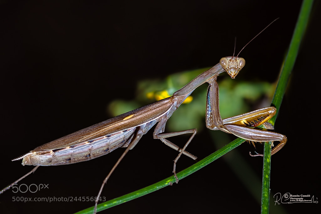 Canon EOS 50D sample photo. Mantis photography