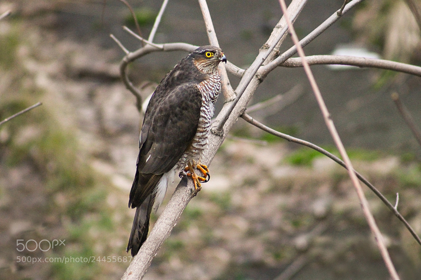 Canon EOS 1100D (EOS Rebel T3 / EOS Kiss X50) sample photo. Sparrowhawk photography