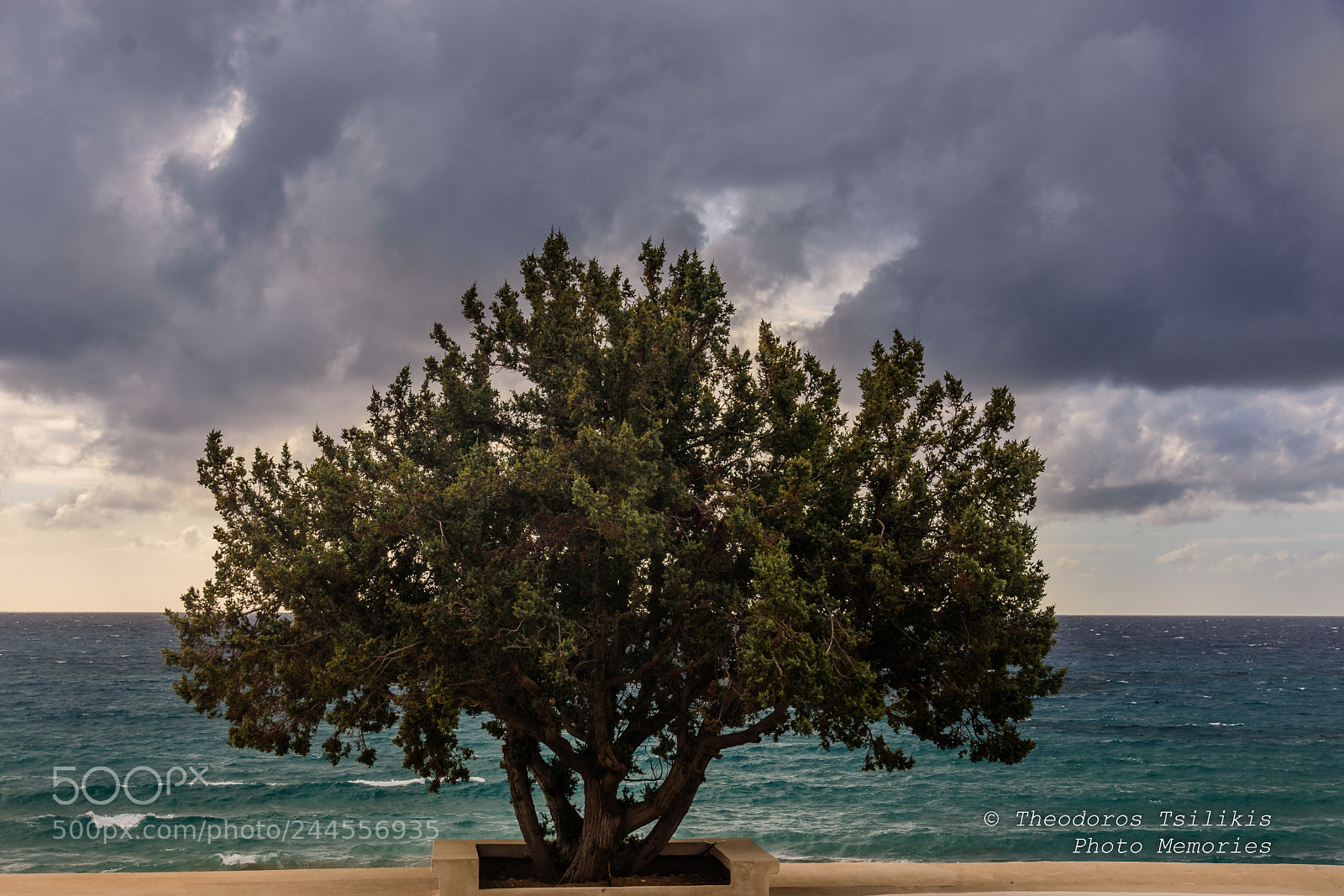 Nikon D7200 sample photo. The tree looking at photography