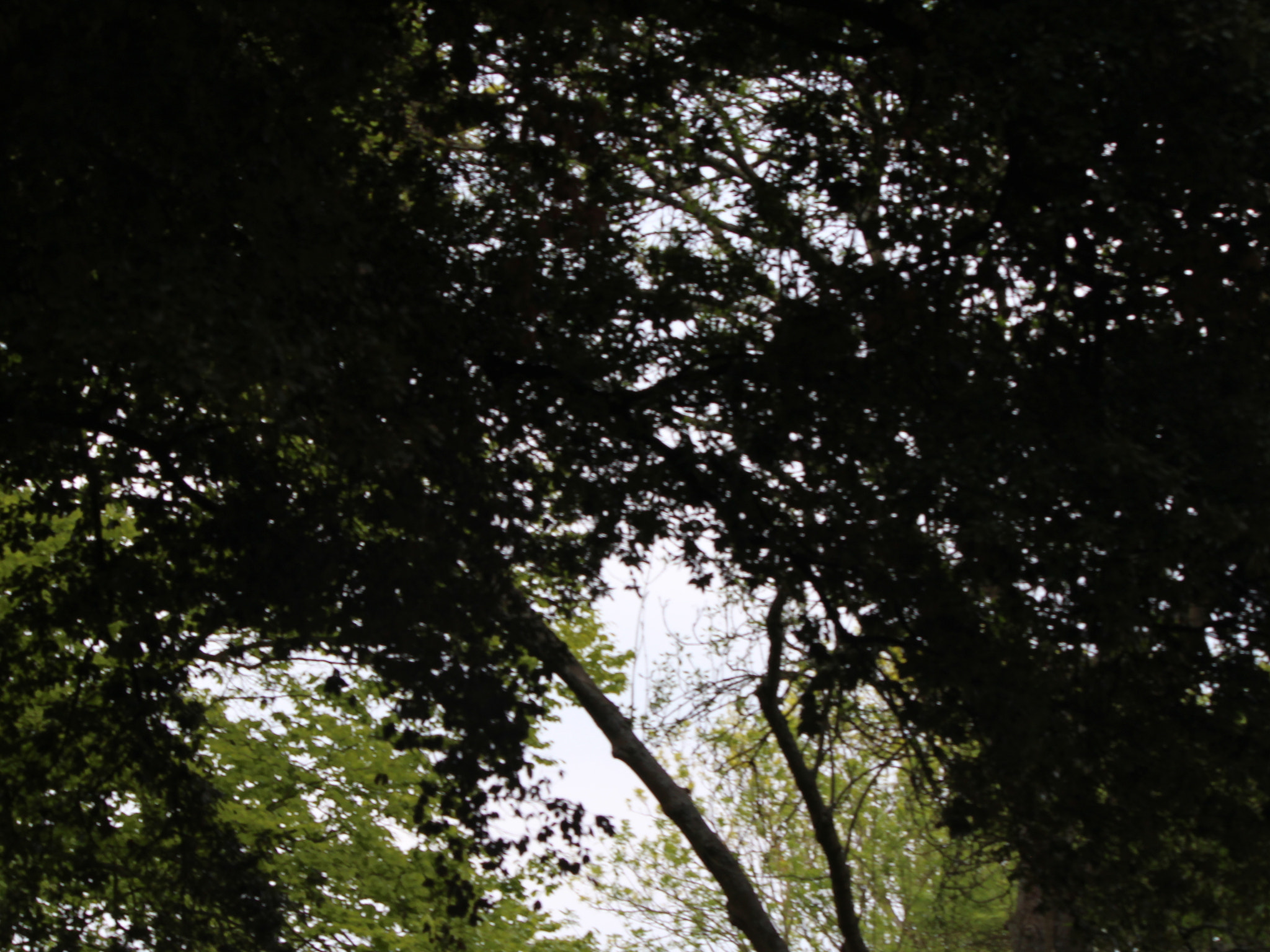 Canon EOS 650D (EOS Rebel T4i / EOS Kiss X6i) sample photo. Img photography