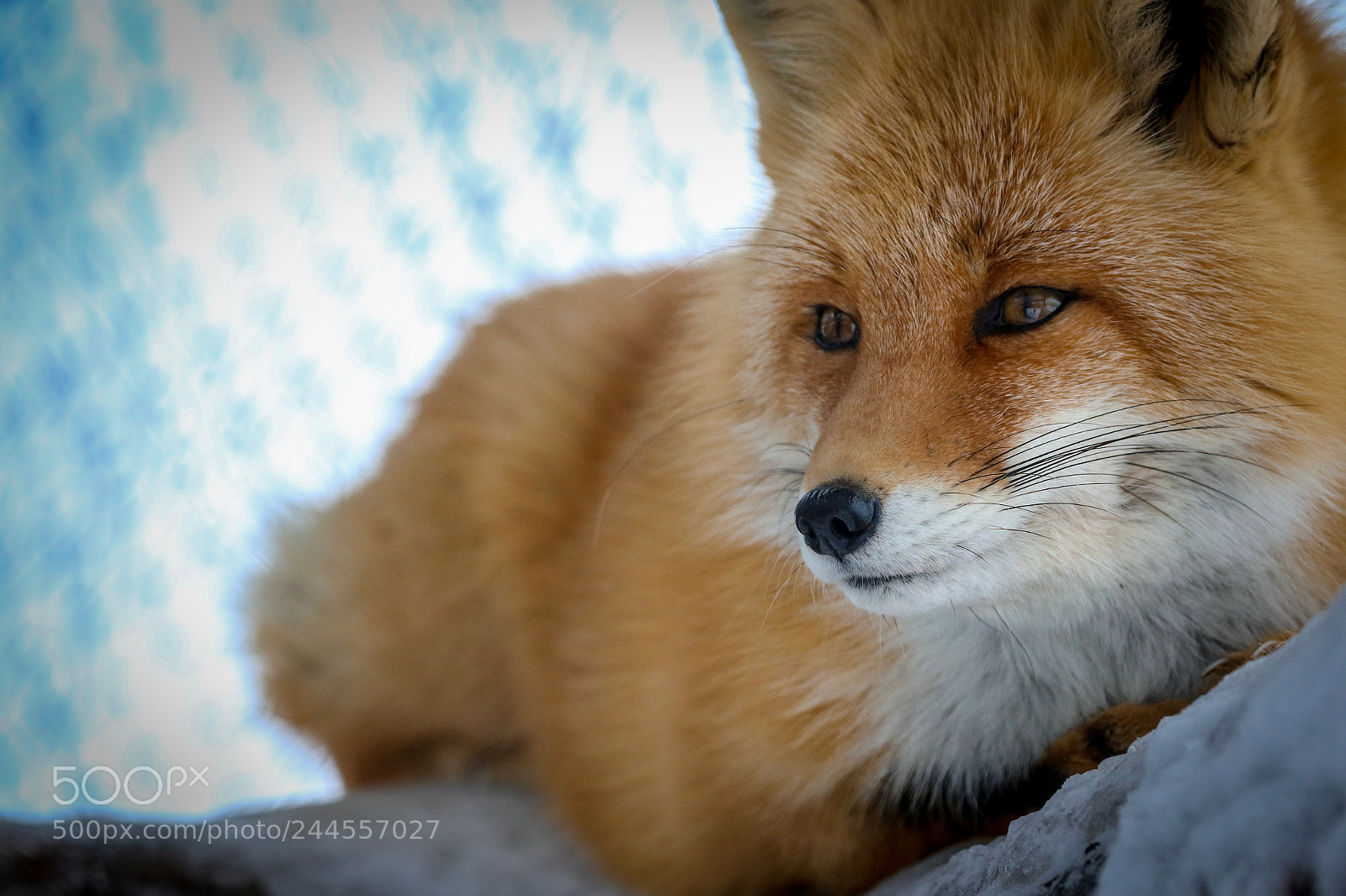 Canon EOS 7D Mark II sample photo. Untitled photography