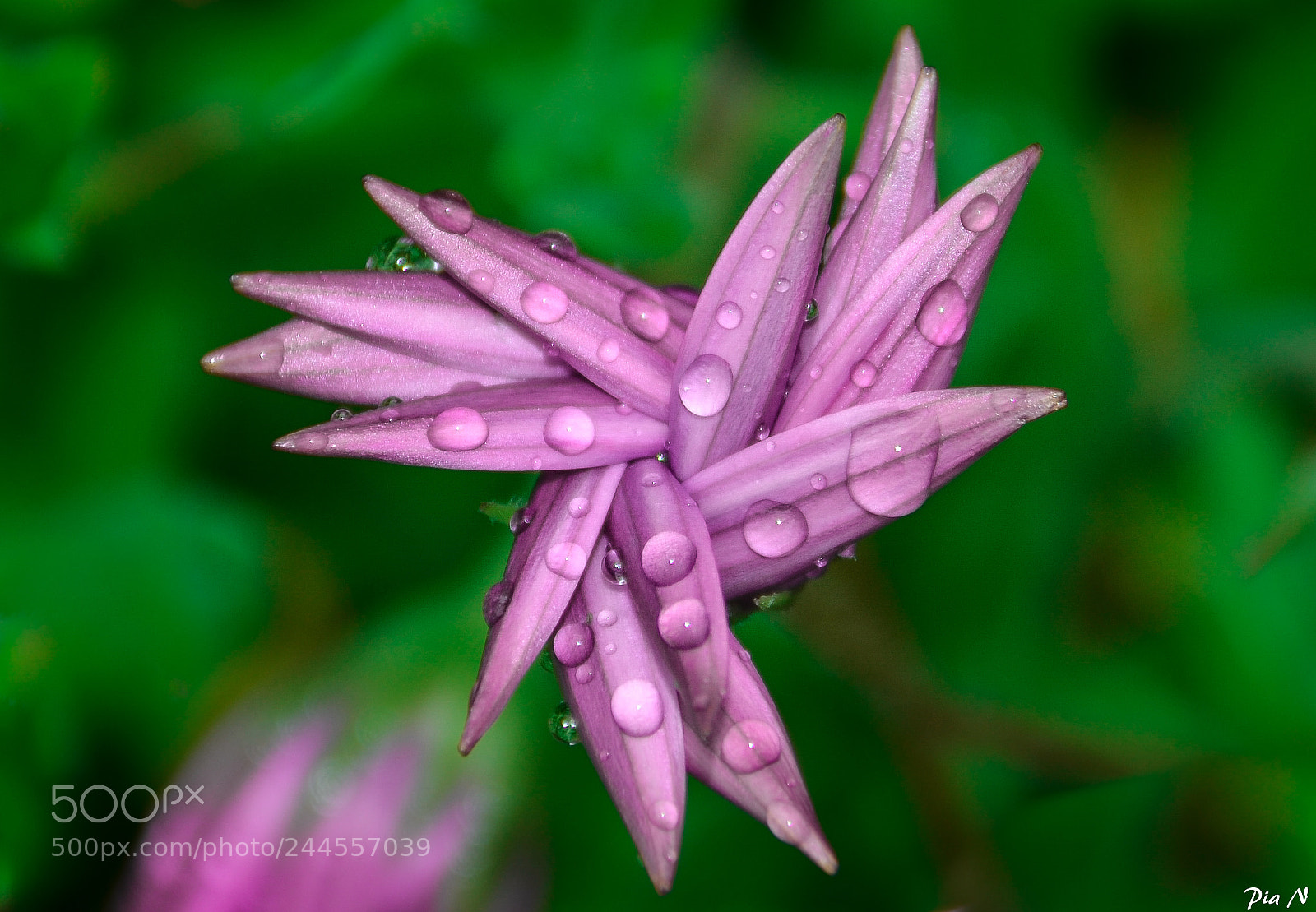 Nikon D5100 sample photo. Purple rain photography