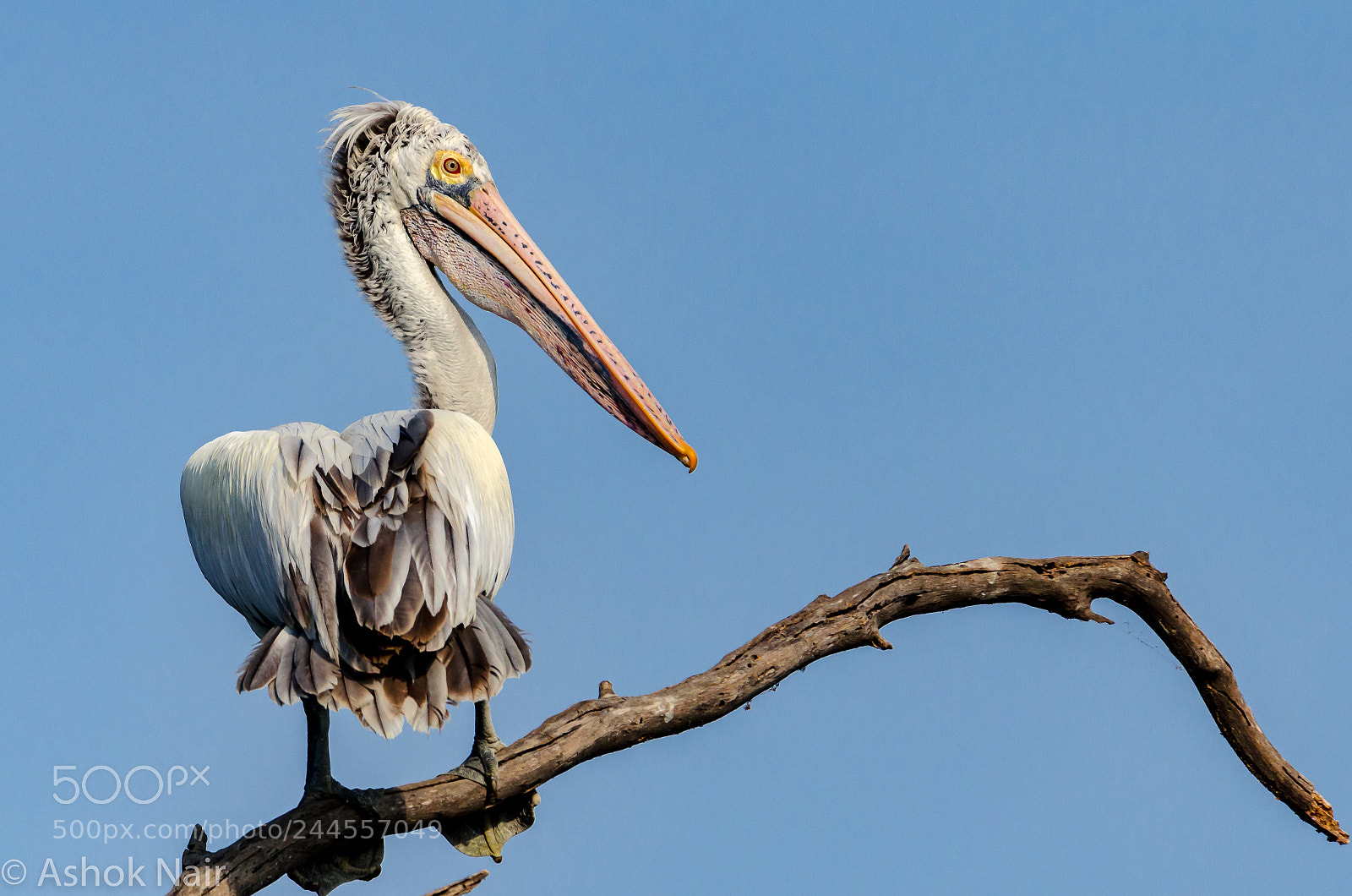 Nikon D5100 sample photo. Pelican photography