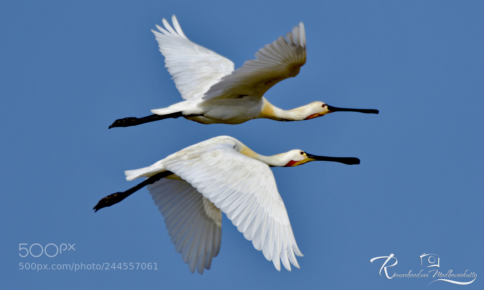Nikon D500 sample photo. Spoon bills flying shot photography