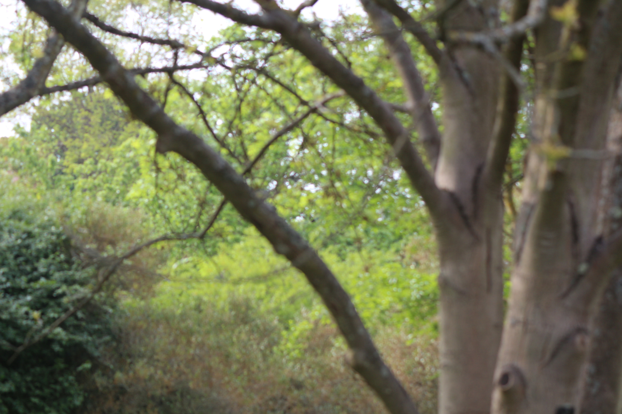 Canon EOS 650D (EOS Rebel T4i / EOS Kiss X6i) sample photo. Img photography