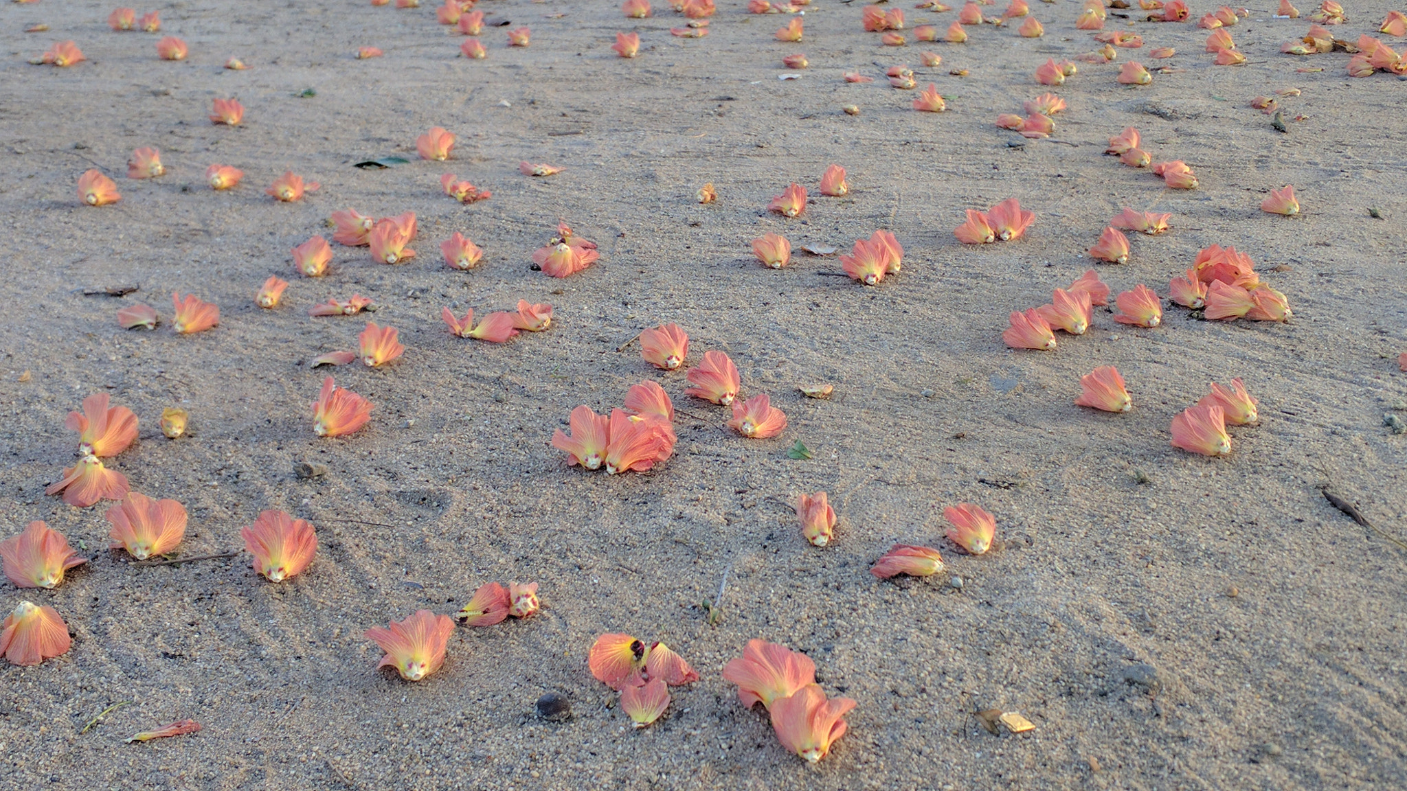 Motorola Nexus 6 sample photo. The fallen flowers photography