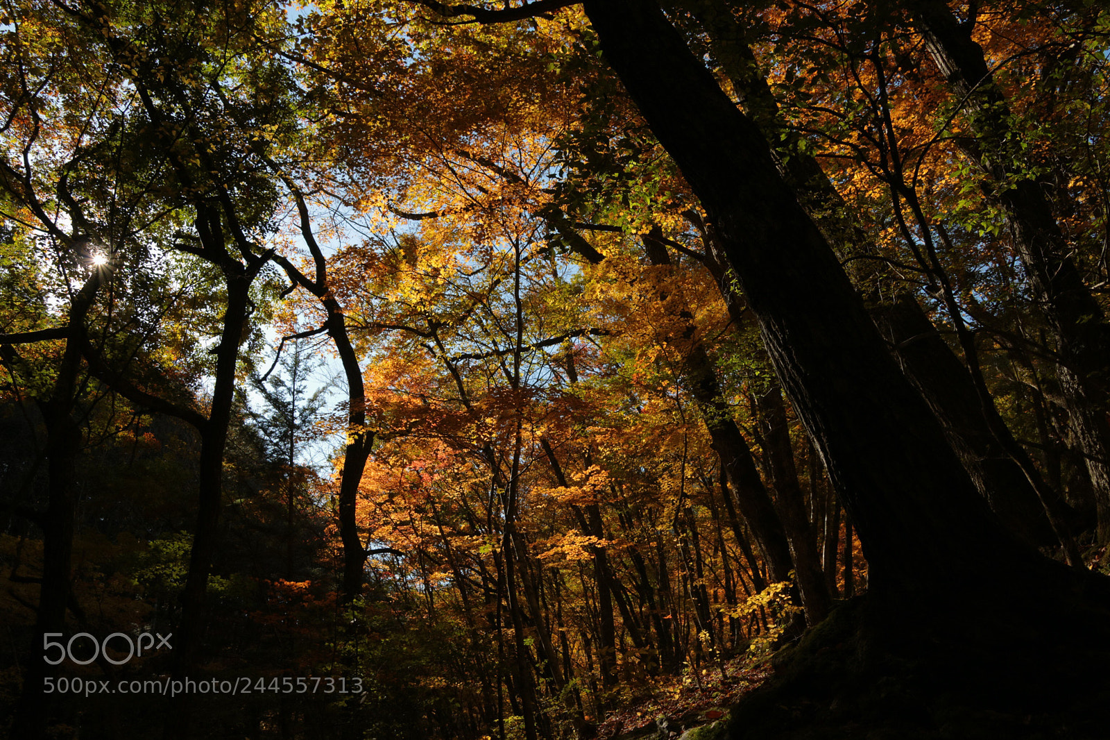 Canon EOS M3 sample photo. Autumn photography