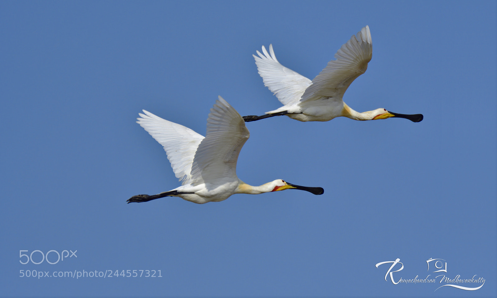Nikon D500 sample photo. Spoonbills flying shot photography