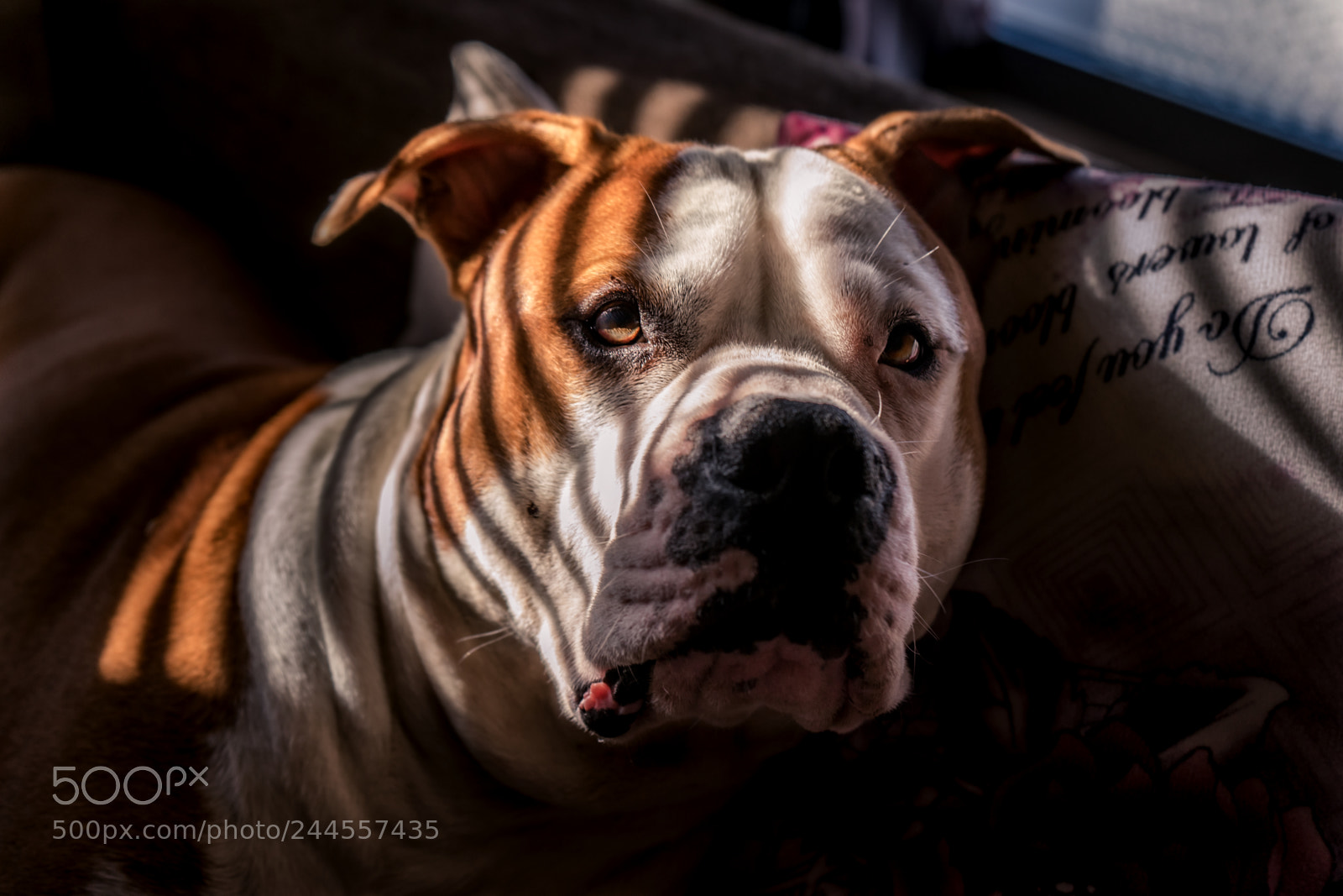 Sony a7 II sample photo. Darko photography