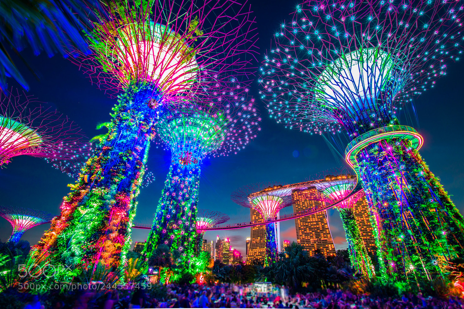 Nikon D5500 sample photo. The supertree grove photography