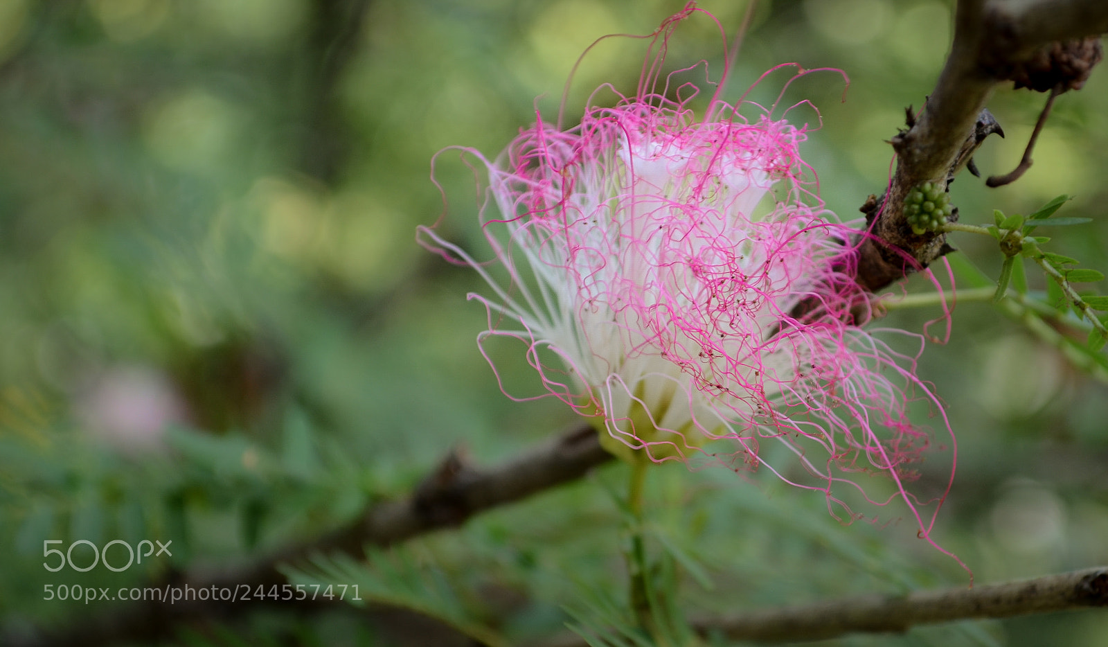Nikon D5100 sample photo. Wispy flower thing photography