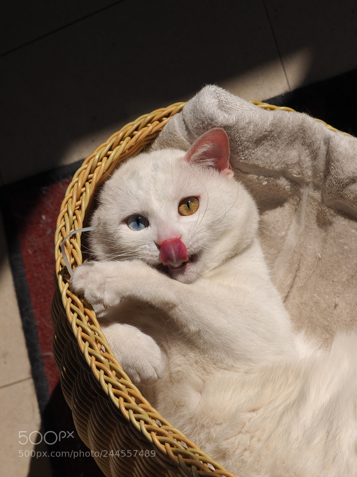 Olympus OM-D E-M1 sample photo. One cute white cat photography