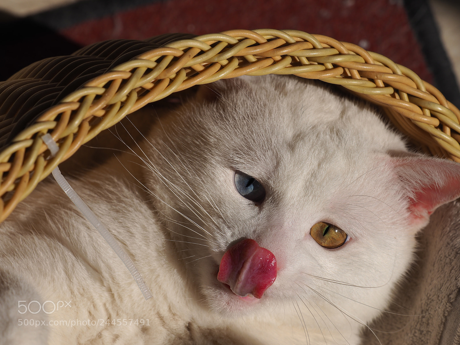 Olympus OM-D E-M1 sample photo. One cute white cat photography