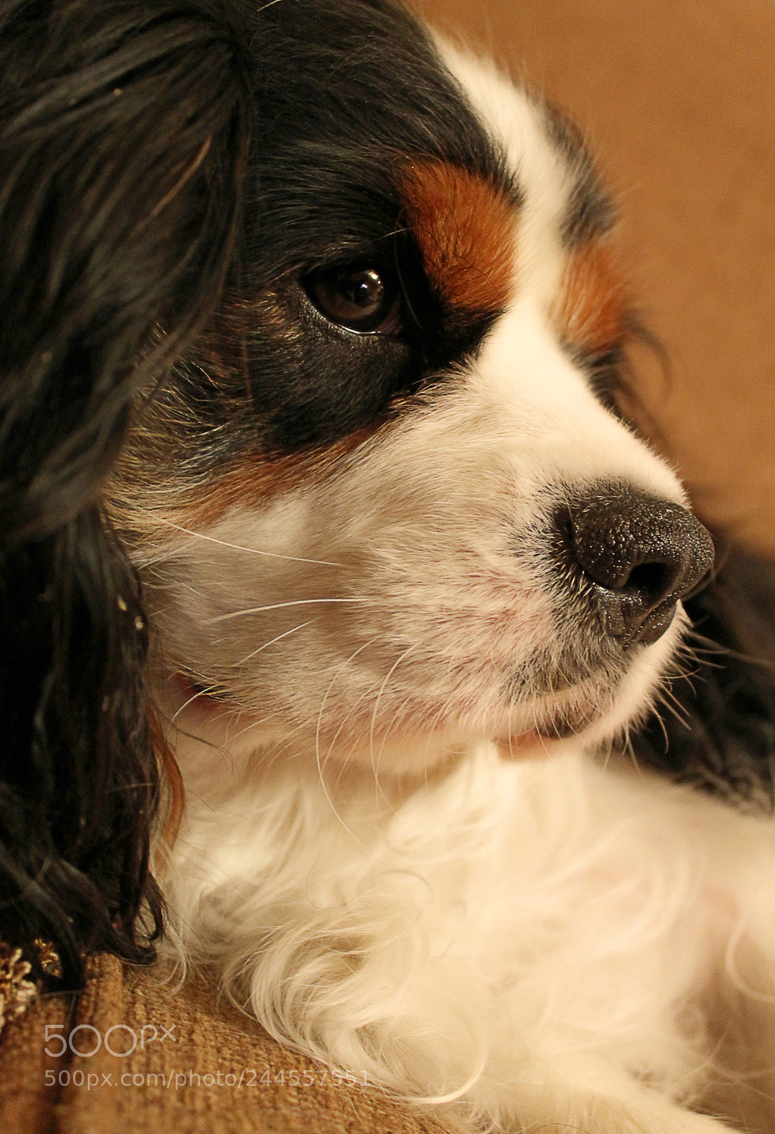 Canon EOS 1100D (EOS Rebel T3 / EOS Kiss X50) sample photo. Carter photography
