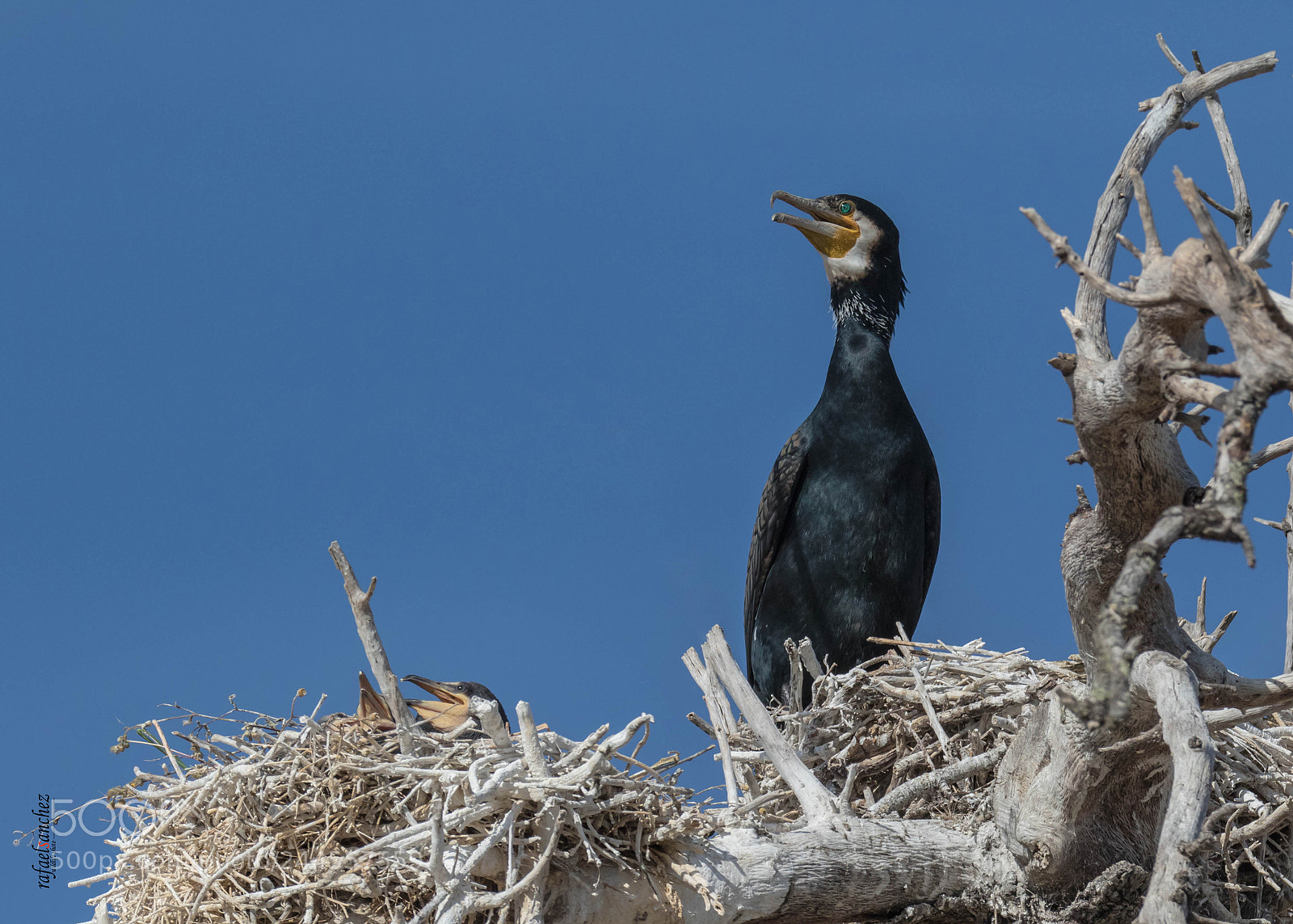 Canon EOS 7D Mark II sample photo. Cormoran - cormorant photography