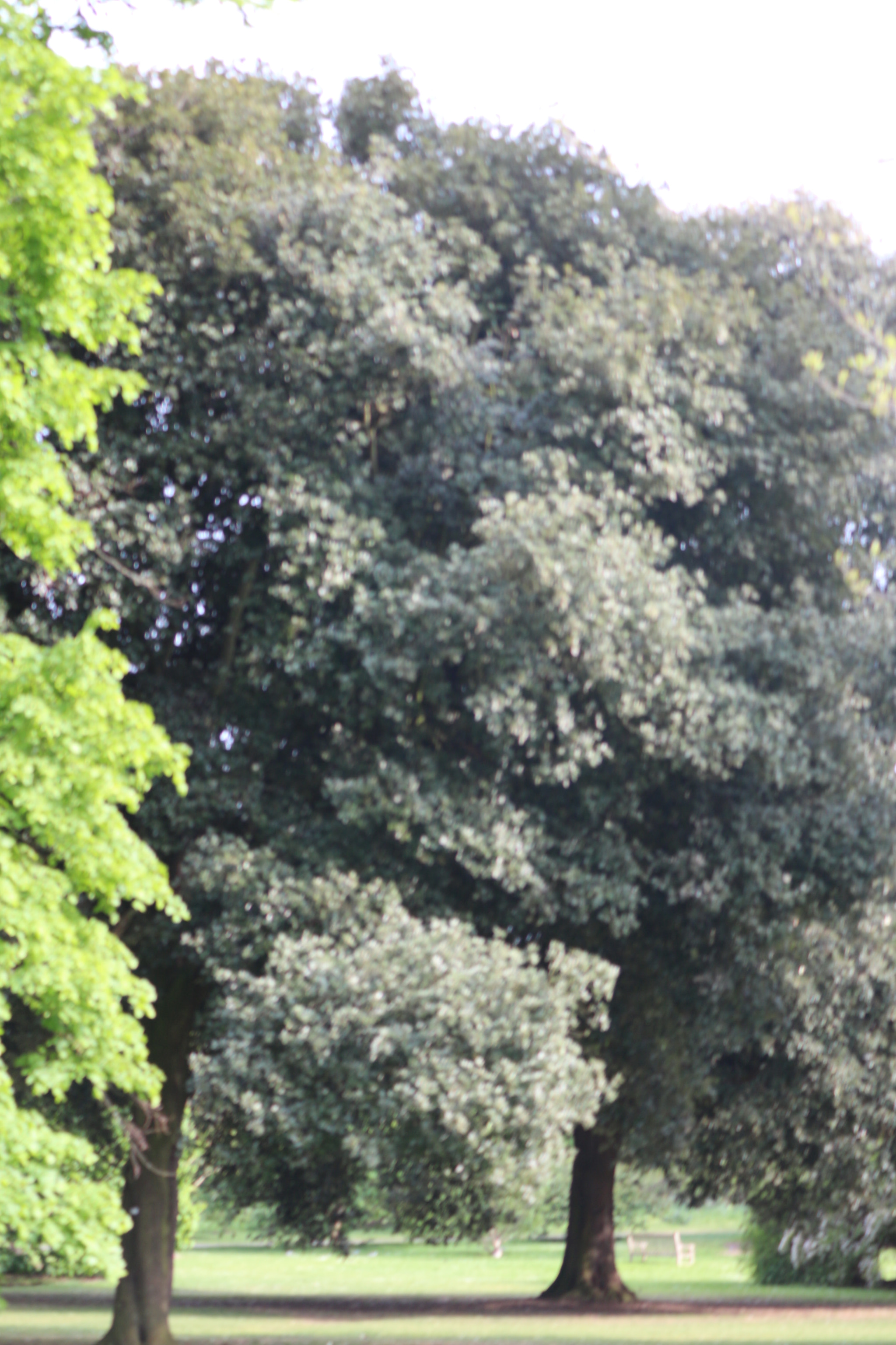 Canon EOS 650D (EOS Rebel T4i / EOS Kiss X6i) sample photo. Img photography