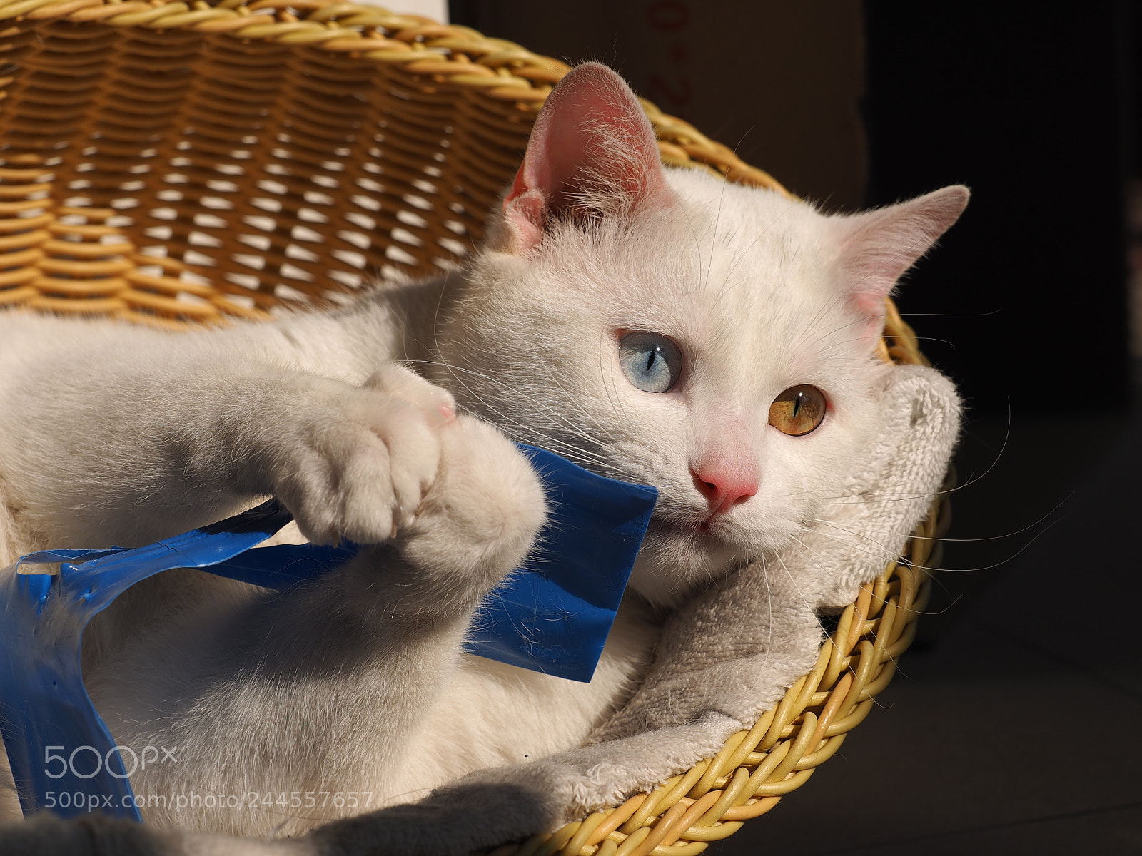 Olympus OM-D E-M1 sample photo. One cute white cat photography