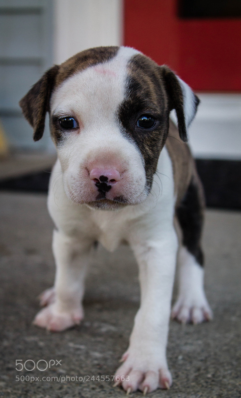 Canon EOS 1100D (EOS Rebel T3 / EOS Kiss X50) sample photo. Puppy days photography