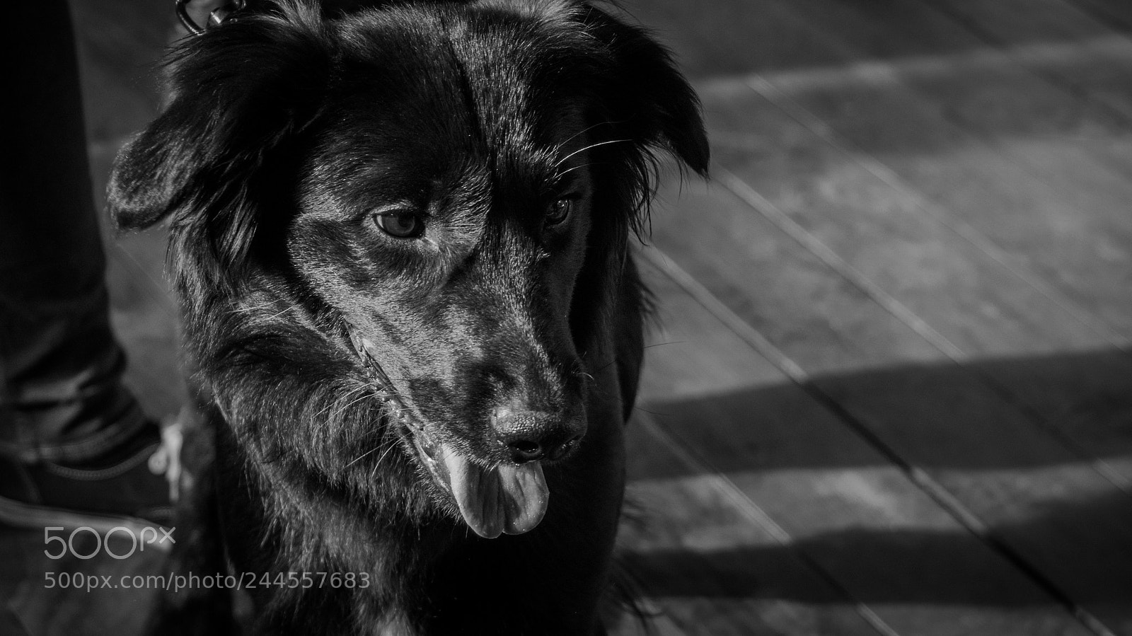 Sony SLT-A37 sample photo. My pet photography