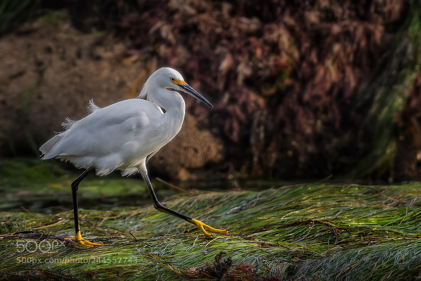 Nikon D810 sample photo. Egret on grass photography