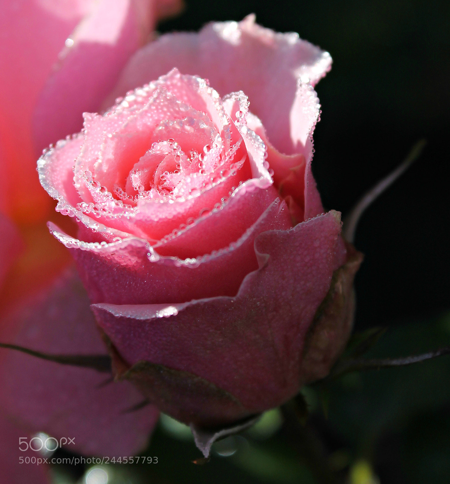 Canon EOS 1100D (EOS Rebel T3 / EOS Kiss X50) sample photo. Dew drop diamonds photography