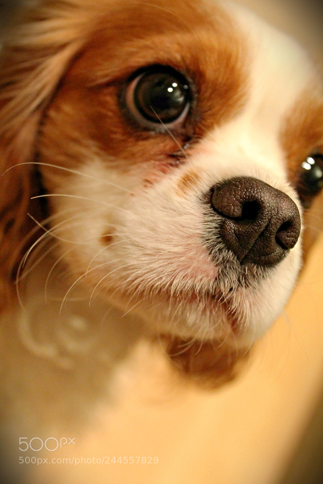Canon EOS 1100D (EOS Rebel T3 / EOS Kiss X50) sample photo. Kennedy photography