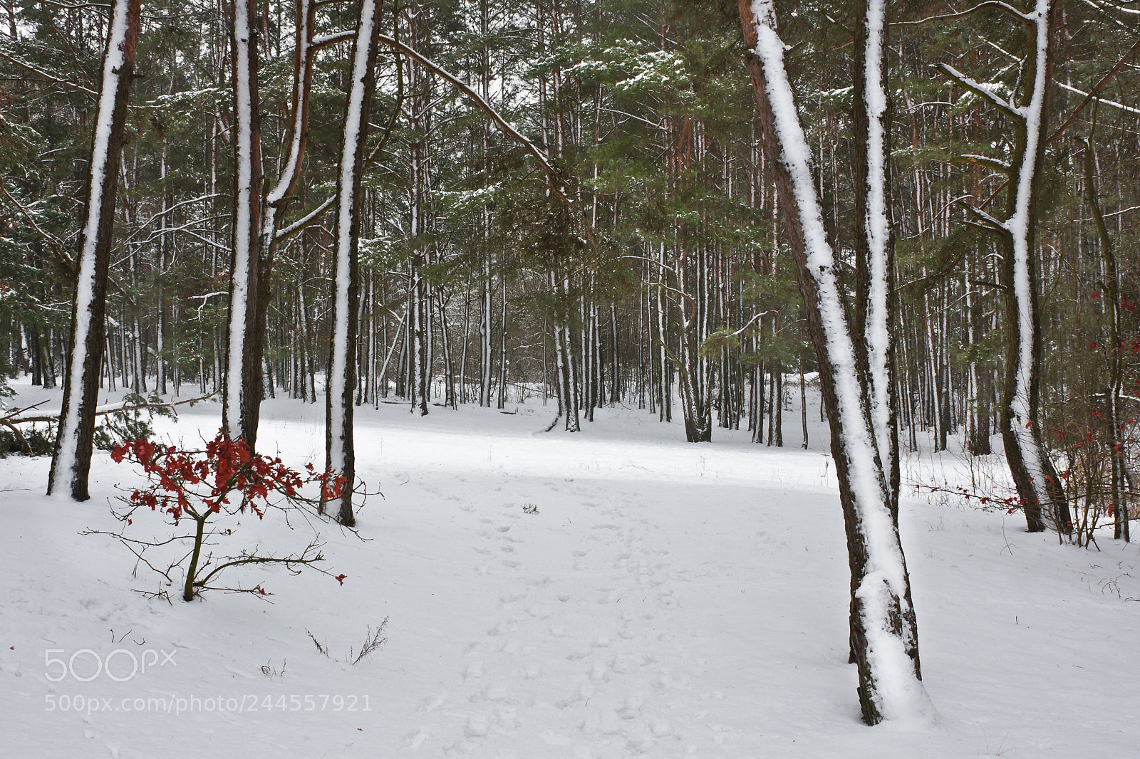 Canon EOS 40D sample photo. Winter photography