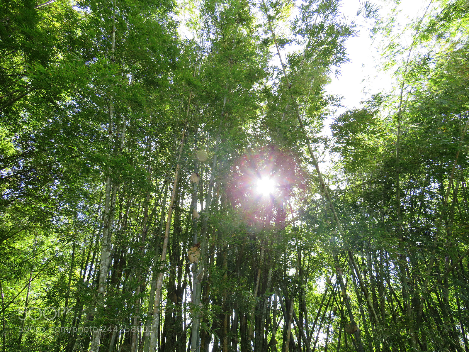 Canon PowerShot SX540 HS sample photo. I believe photography