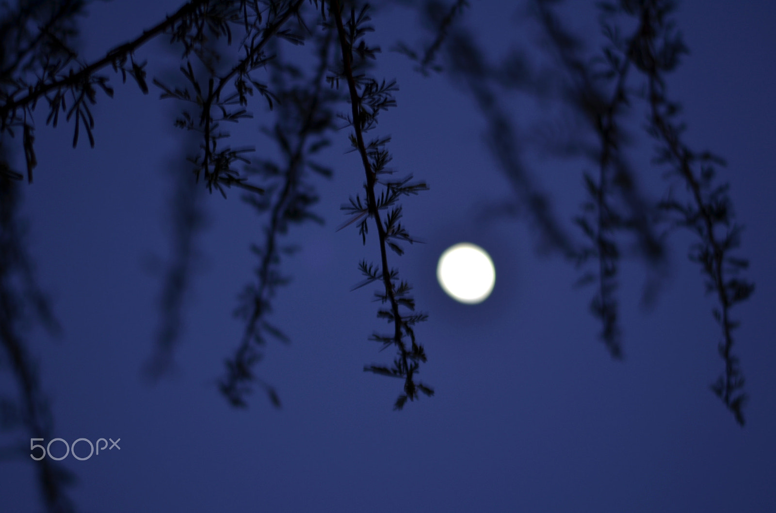 Nikon D5100 + Nikon AF-S Nikkor 50mm F1.8G sample photo. Moon photography