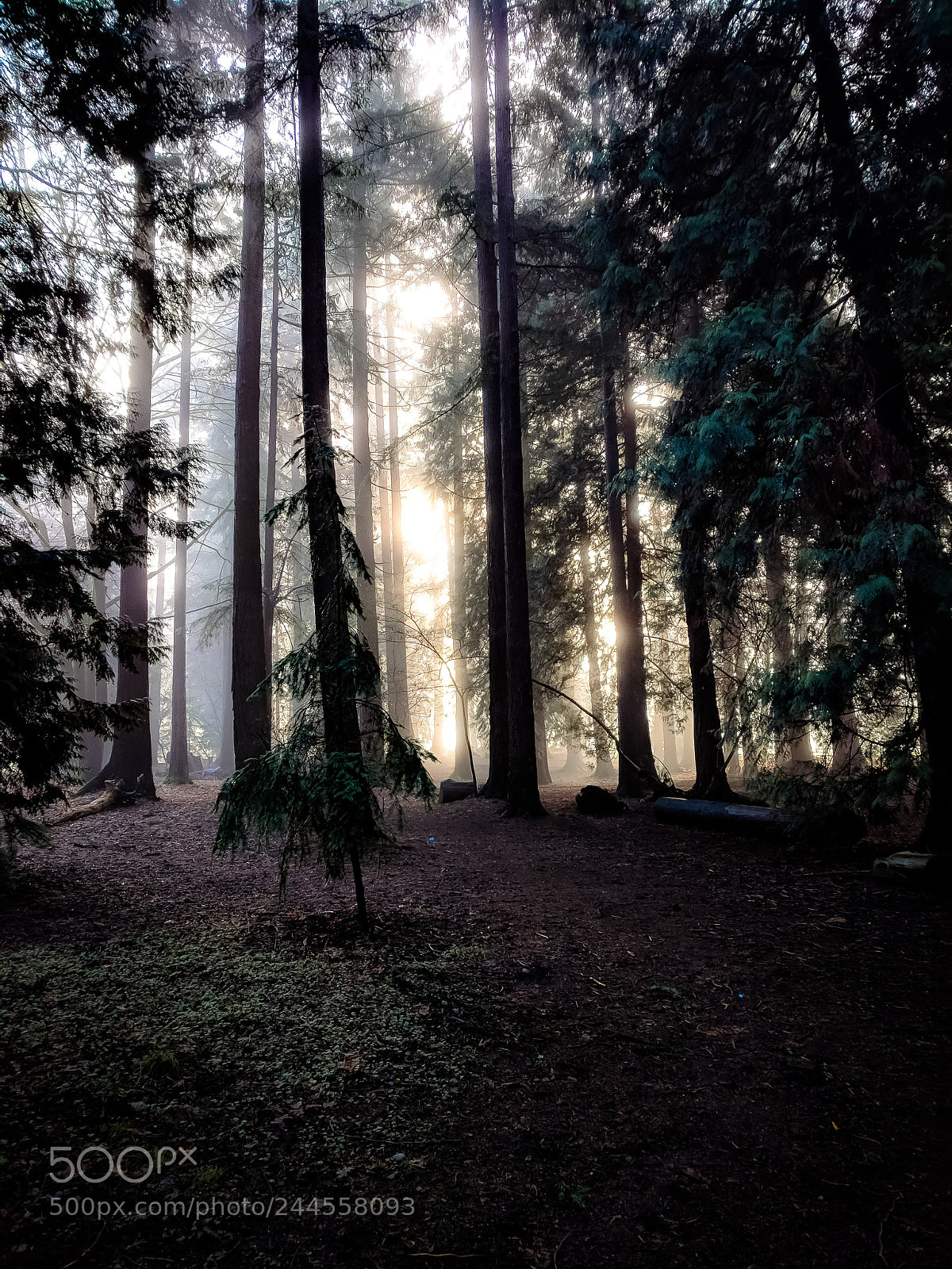 Google Pixel XL sample photo. Tranquil sunrise photography