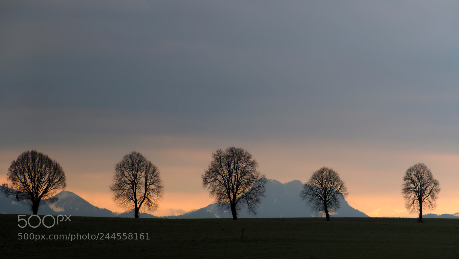 Panasonic Lumix DMC-FZ1000 sample photo. Five trees at morning photography