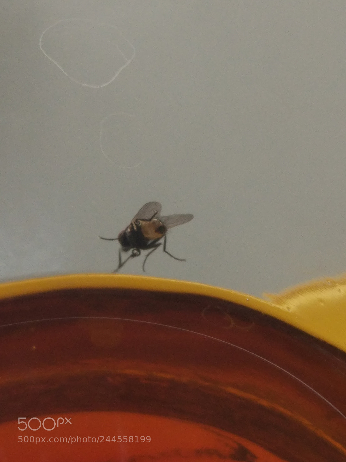 Xiaomi MI 5 sample photo. Untitled photography