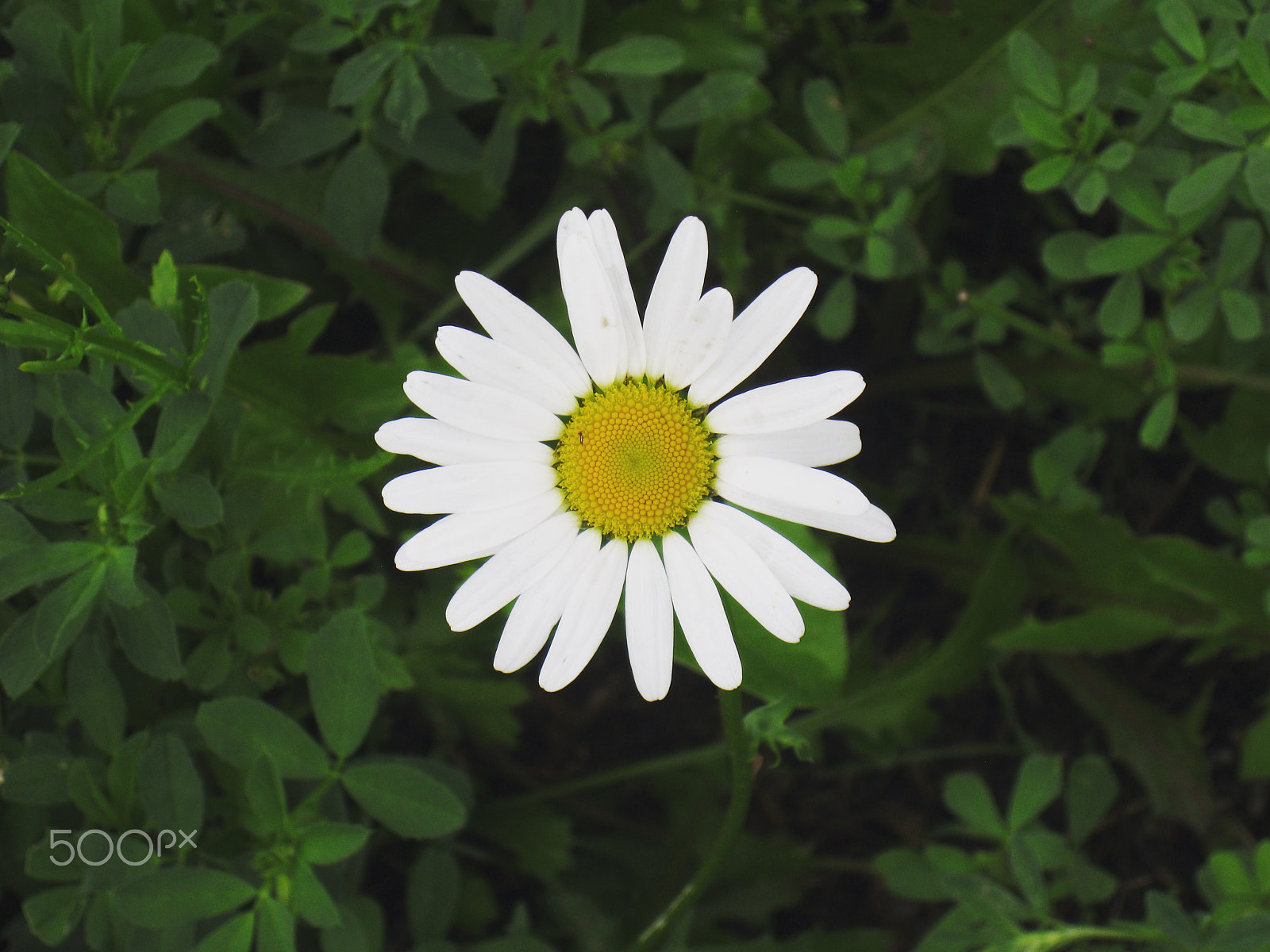 Canon PowerShot A3100 IS sample photo. Simple beauty photography