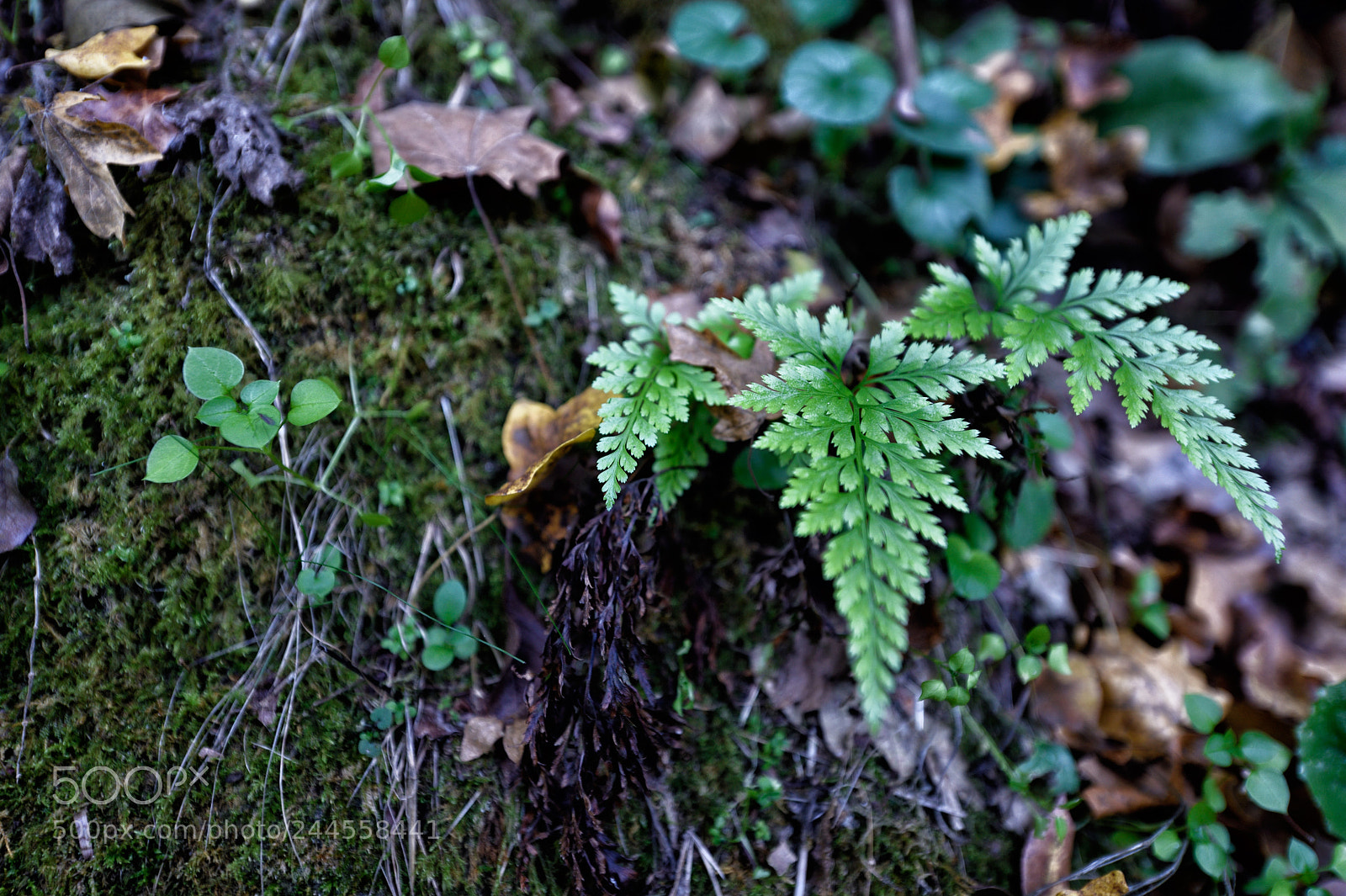 Nikon D810 sample photo. Lovely nature viii photography