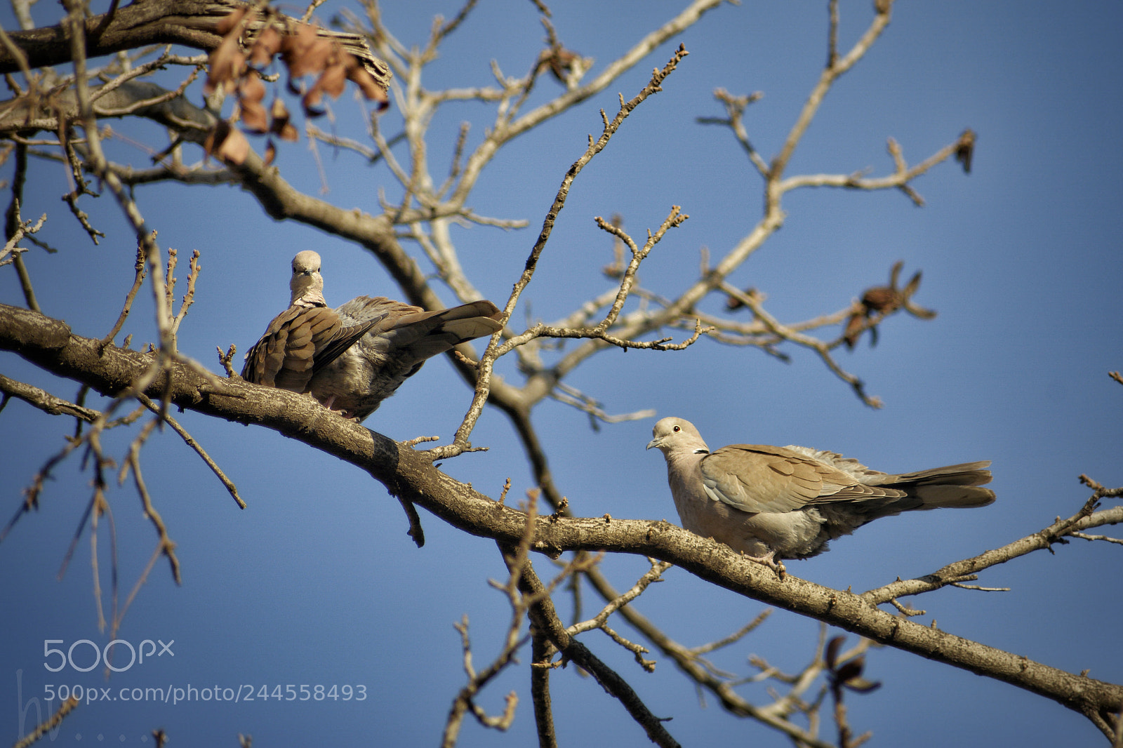 Nikon D7100 sample photo. Couple photography