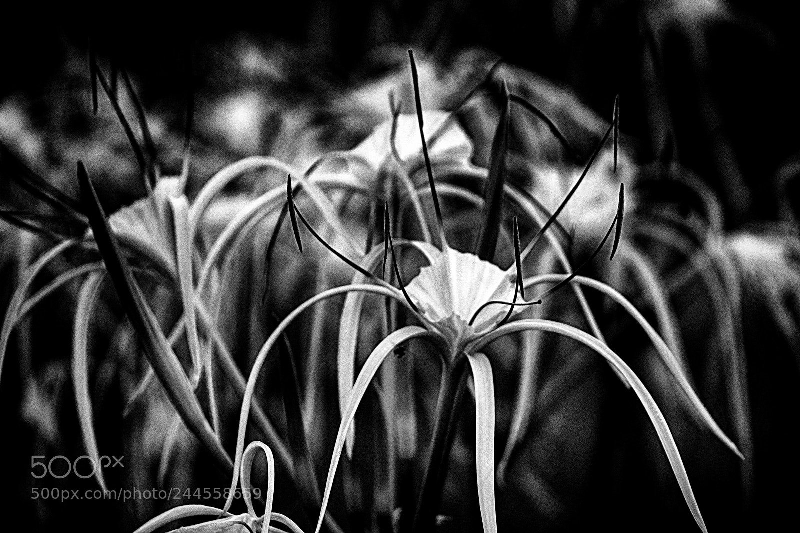 Sony Alpha NEX-7 sample photo. Graceful flowers in bw photography