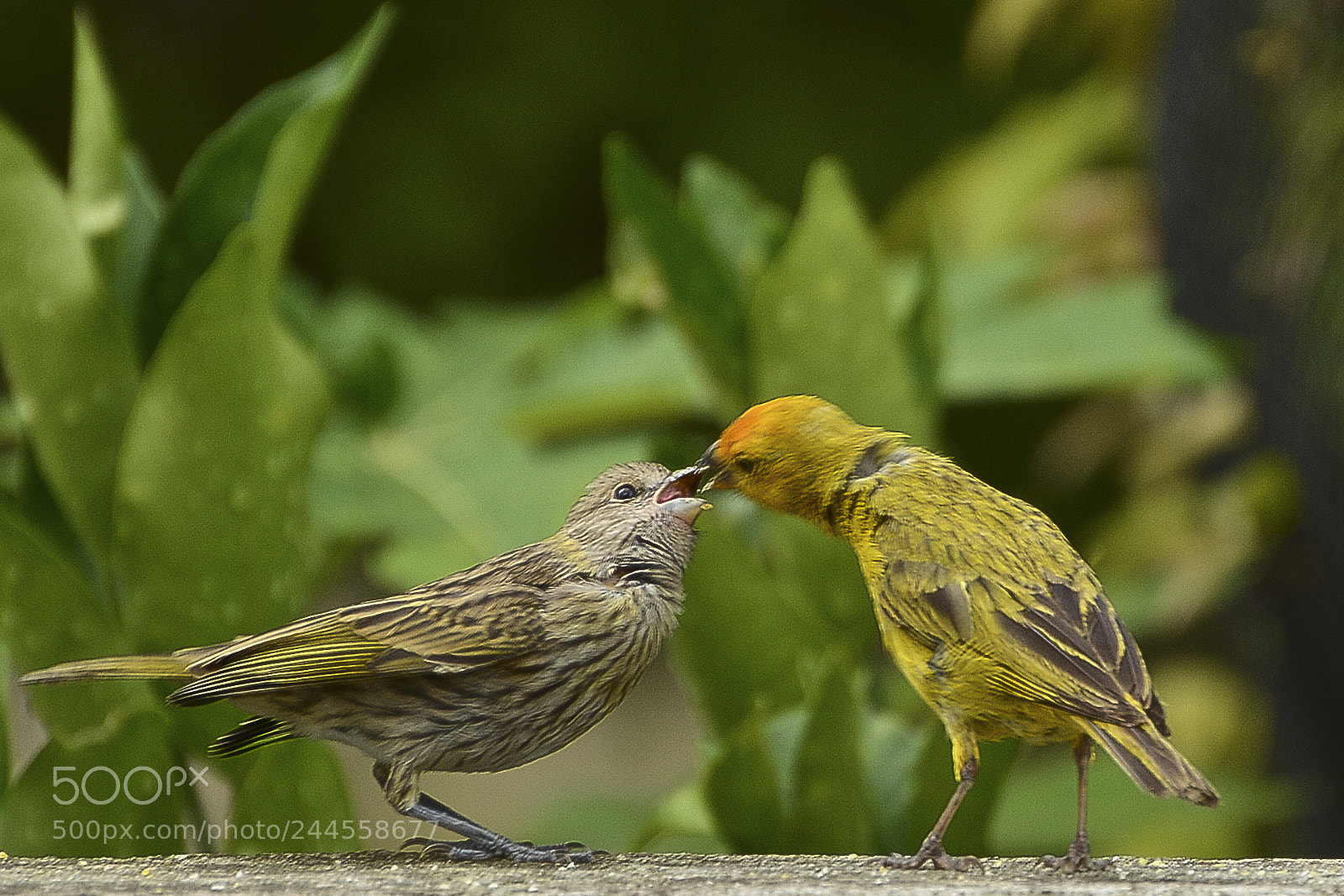 Nikon D7100 sample photo. Amor que alimenta. photography