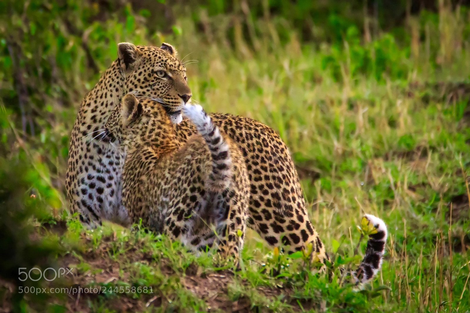 Canon EOS 7D Mark II sample photo. Tanzania - serengeti photography