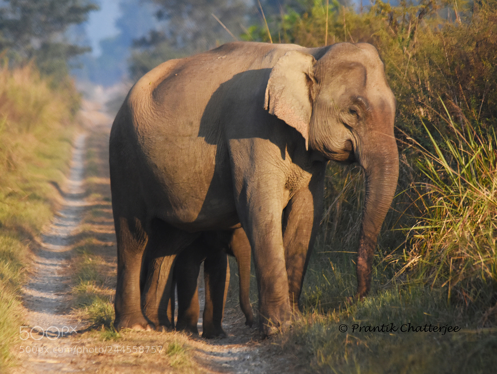 Nikon D7200 sample photo. Elephant... #jimcorbett #nikon photography