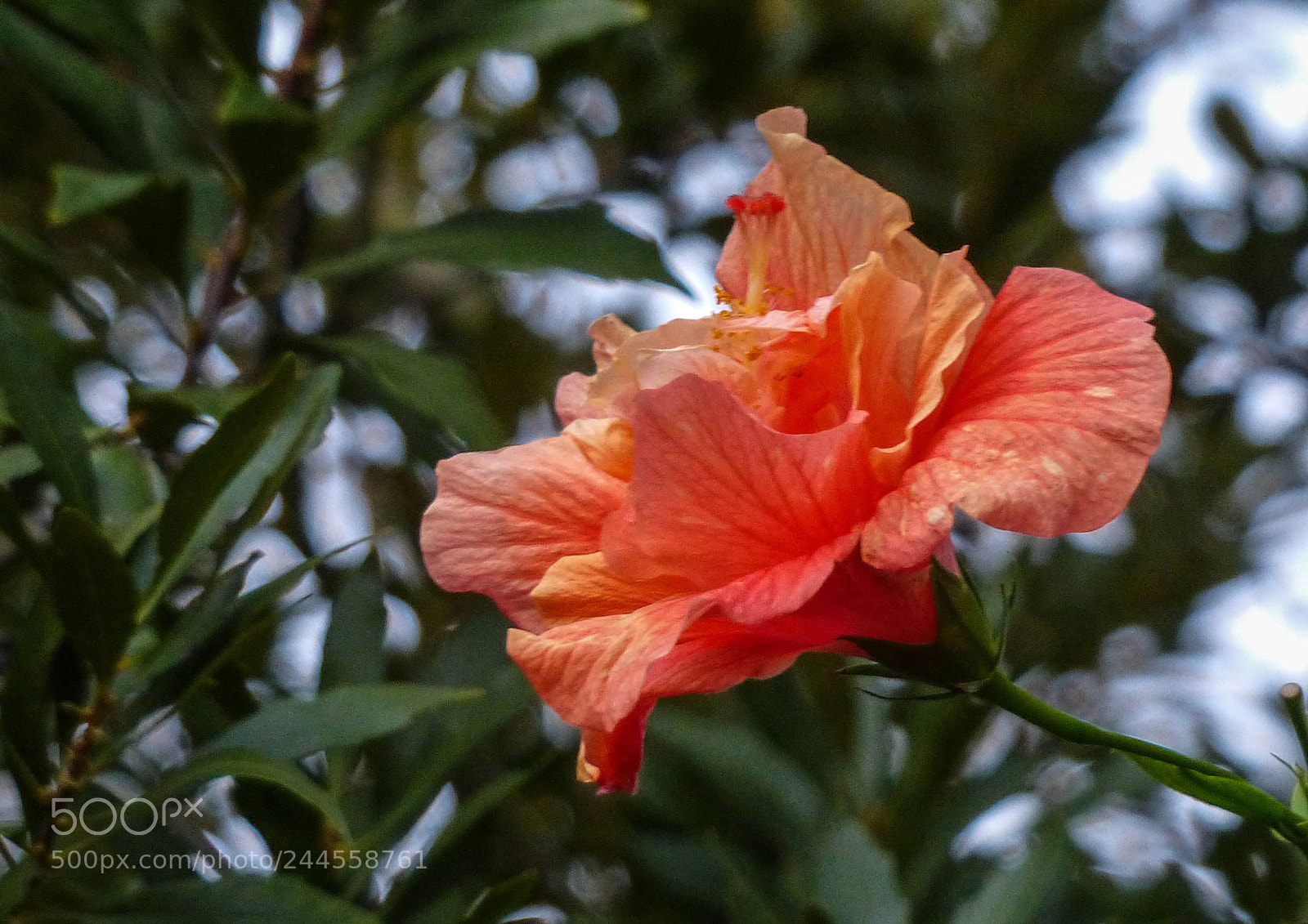 Panasonic Lumix DMC-FZ200 sample photo. Glory photography