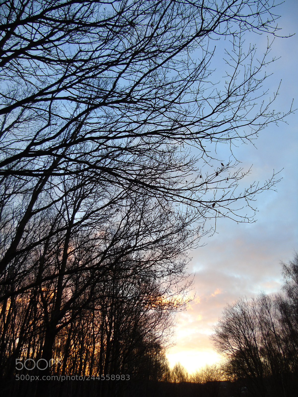 Sony Cyber-shot DSC-H400 sample photo. Sunrise in the woods photography