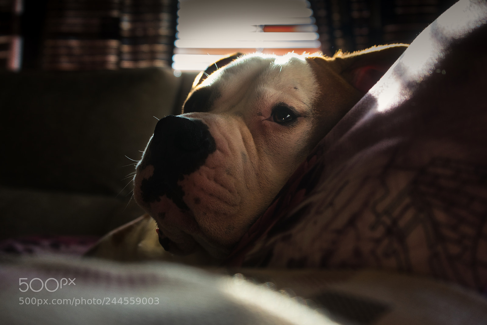 Sony a7 II sample photo. Siesta time photography