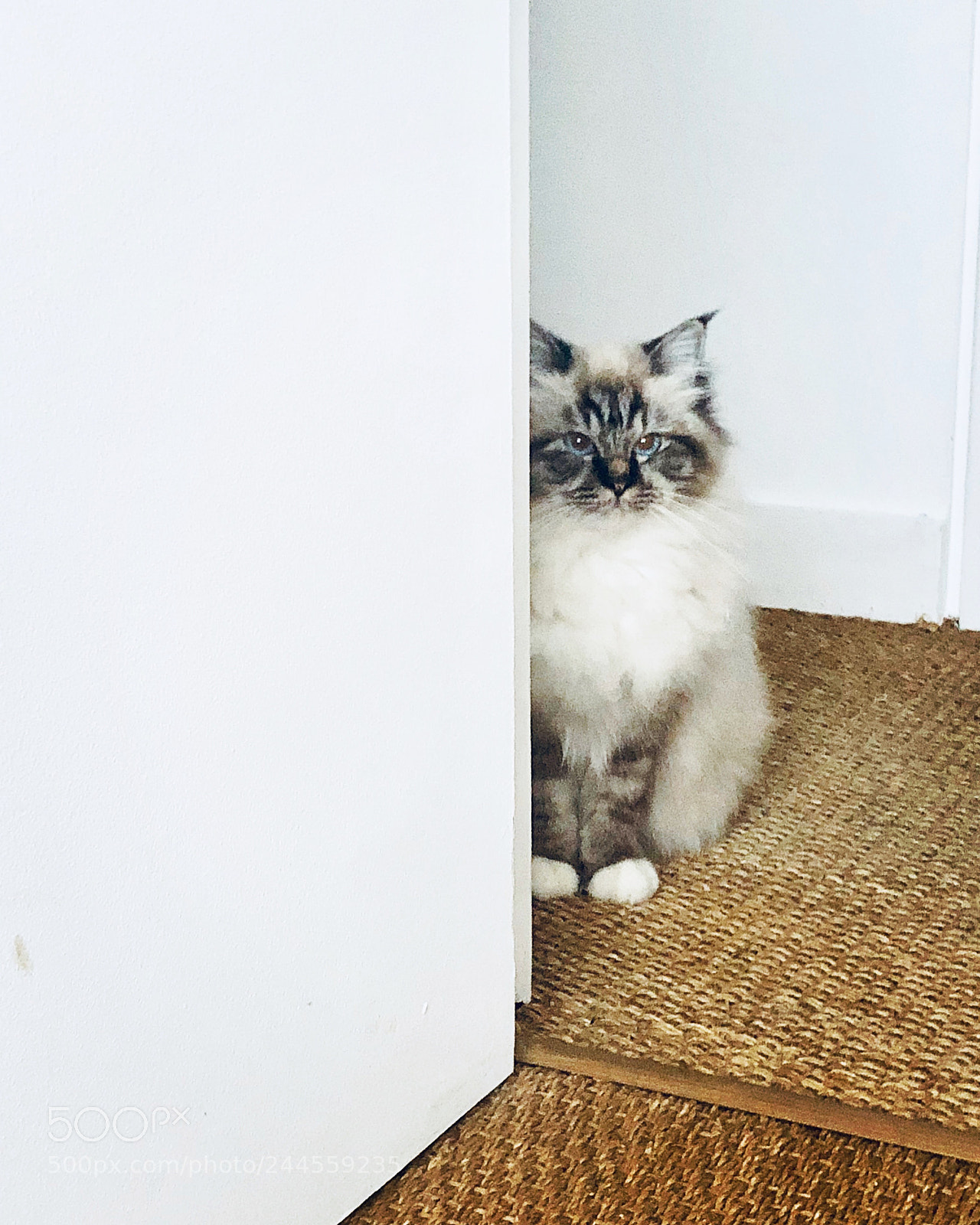 Apple iPhone 8 Plus sample photo. Babycat mylove mybreath myhope photography