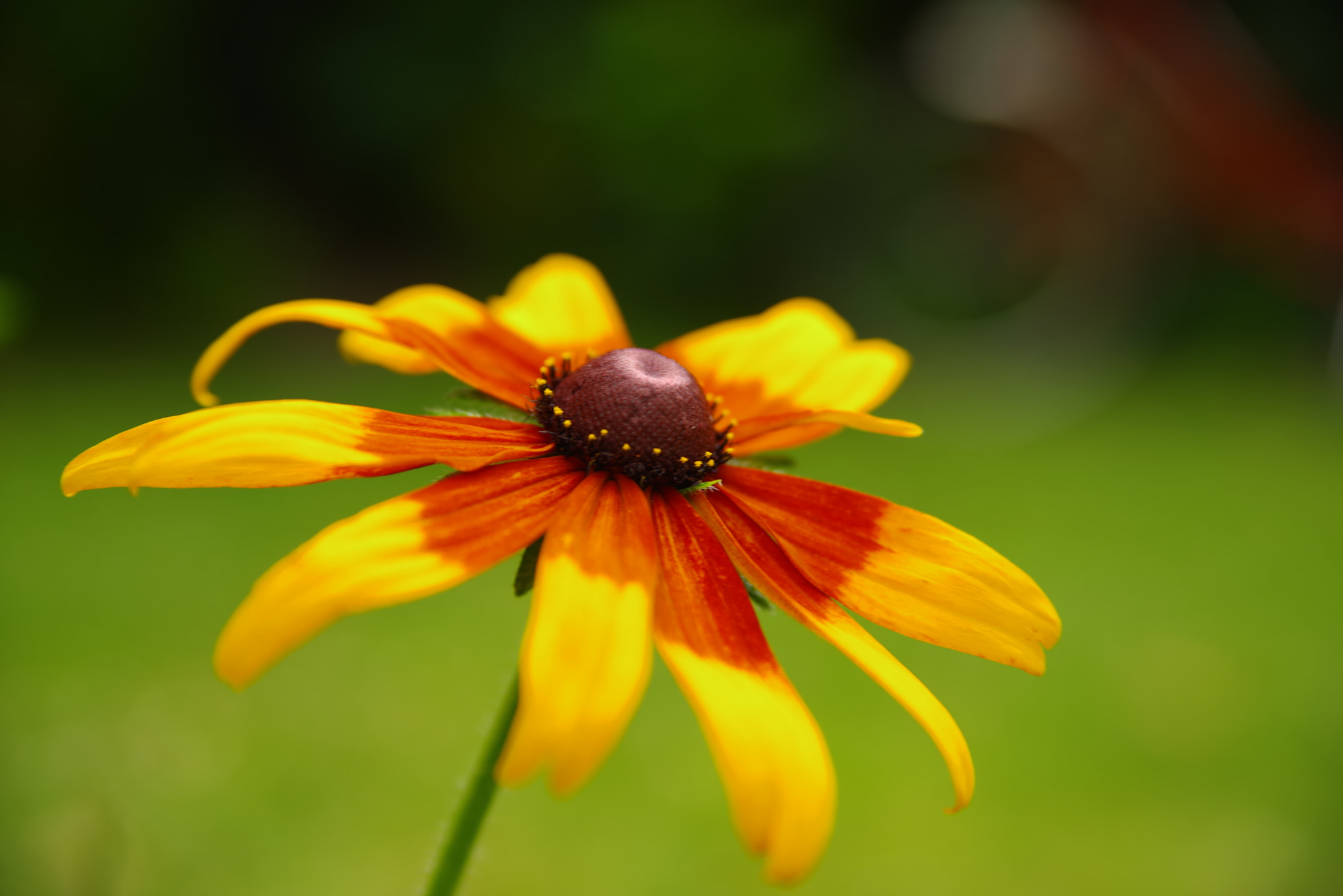 Pentax K-1 sample photo. Flower photography