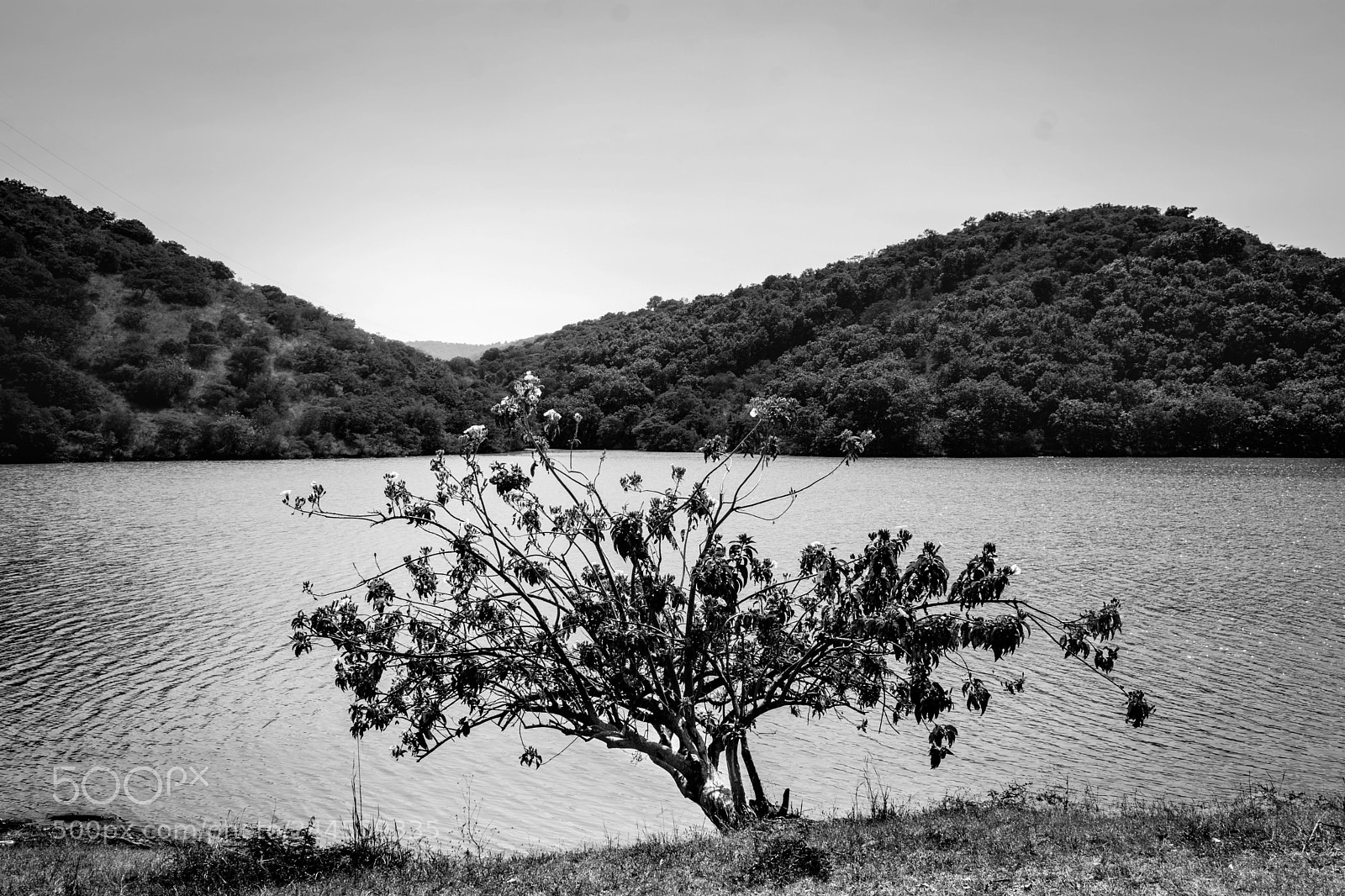 Nikon D3400 sample photo. Encore un arbre photography