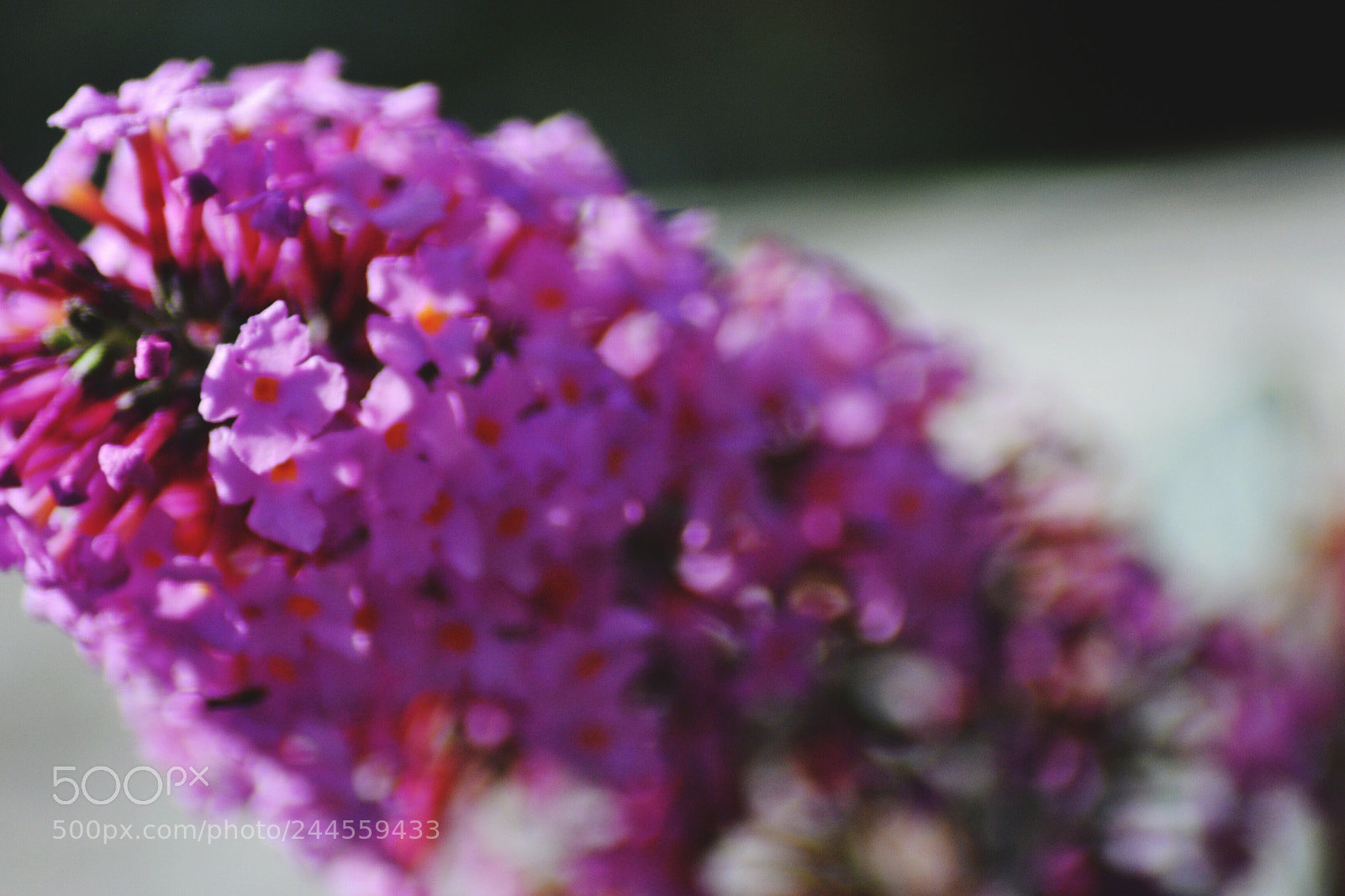 Nikon D3100 sample photo. Untitled photography