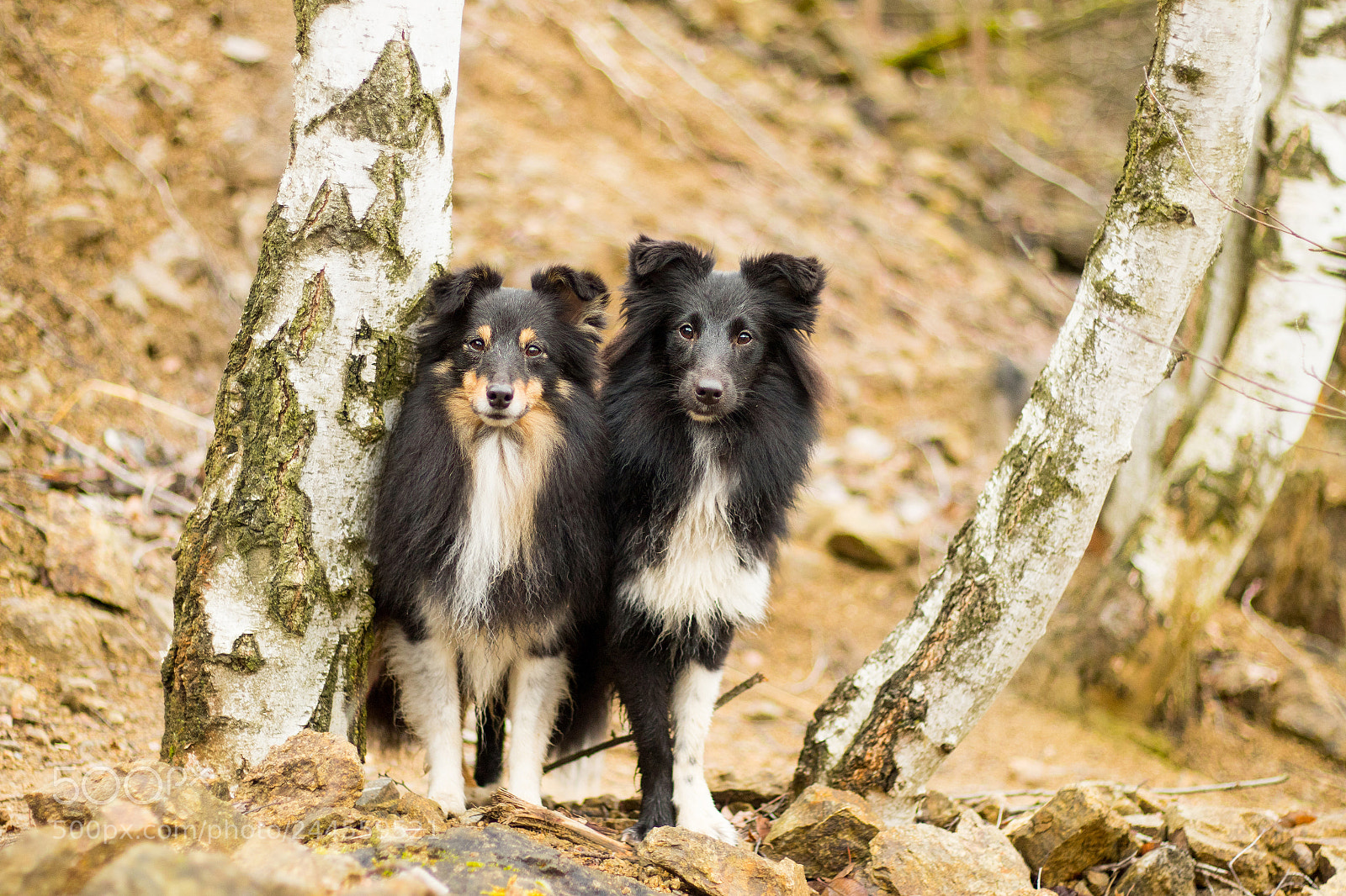 Canon EOS 7D Mark II sample photo. Friends for life photography