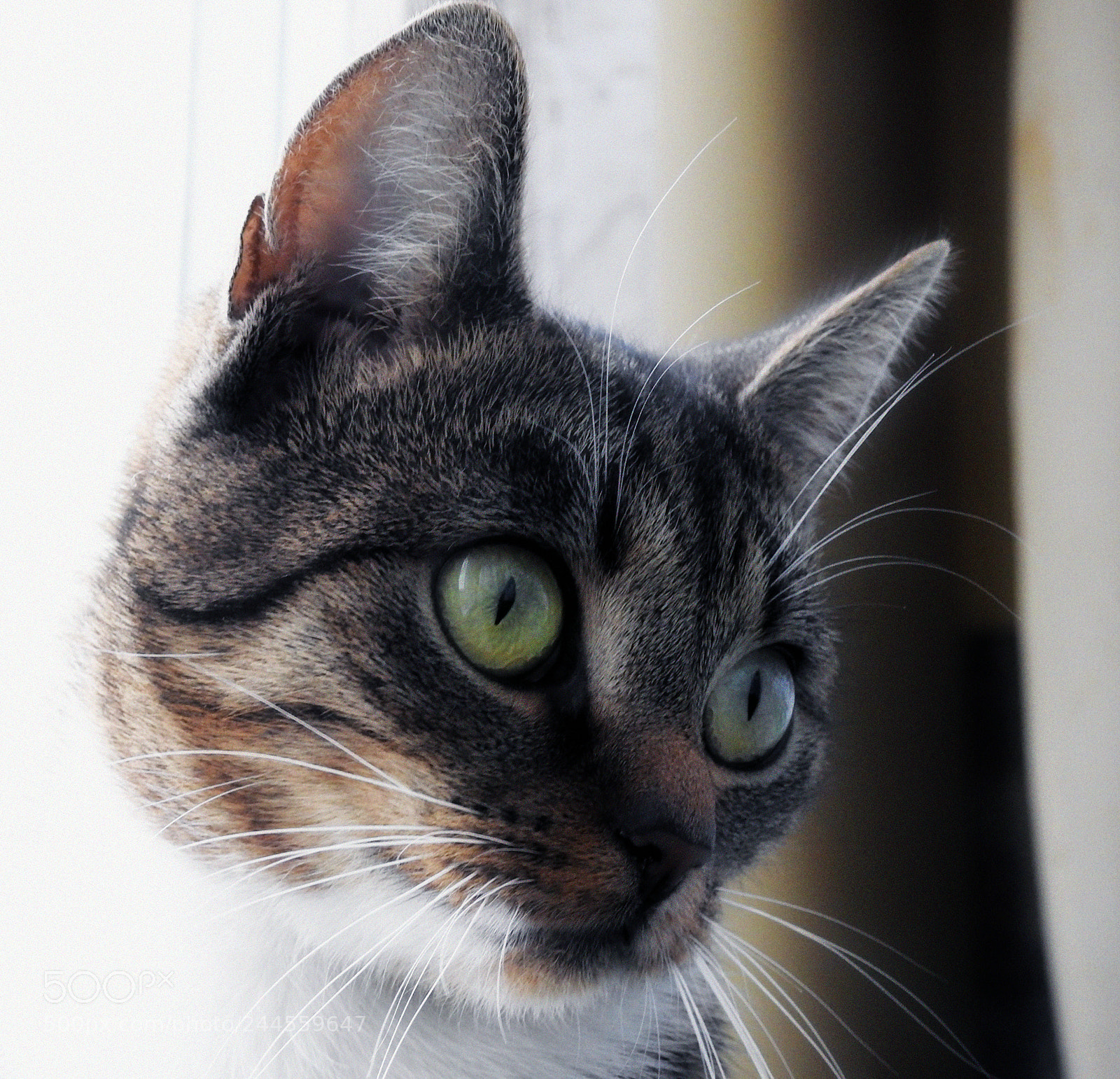 Nikon Coolpix P900 sample photo. Zuzanna photography