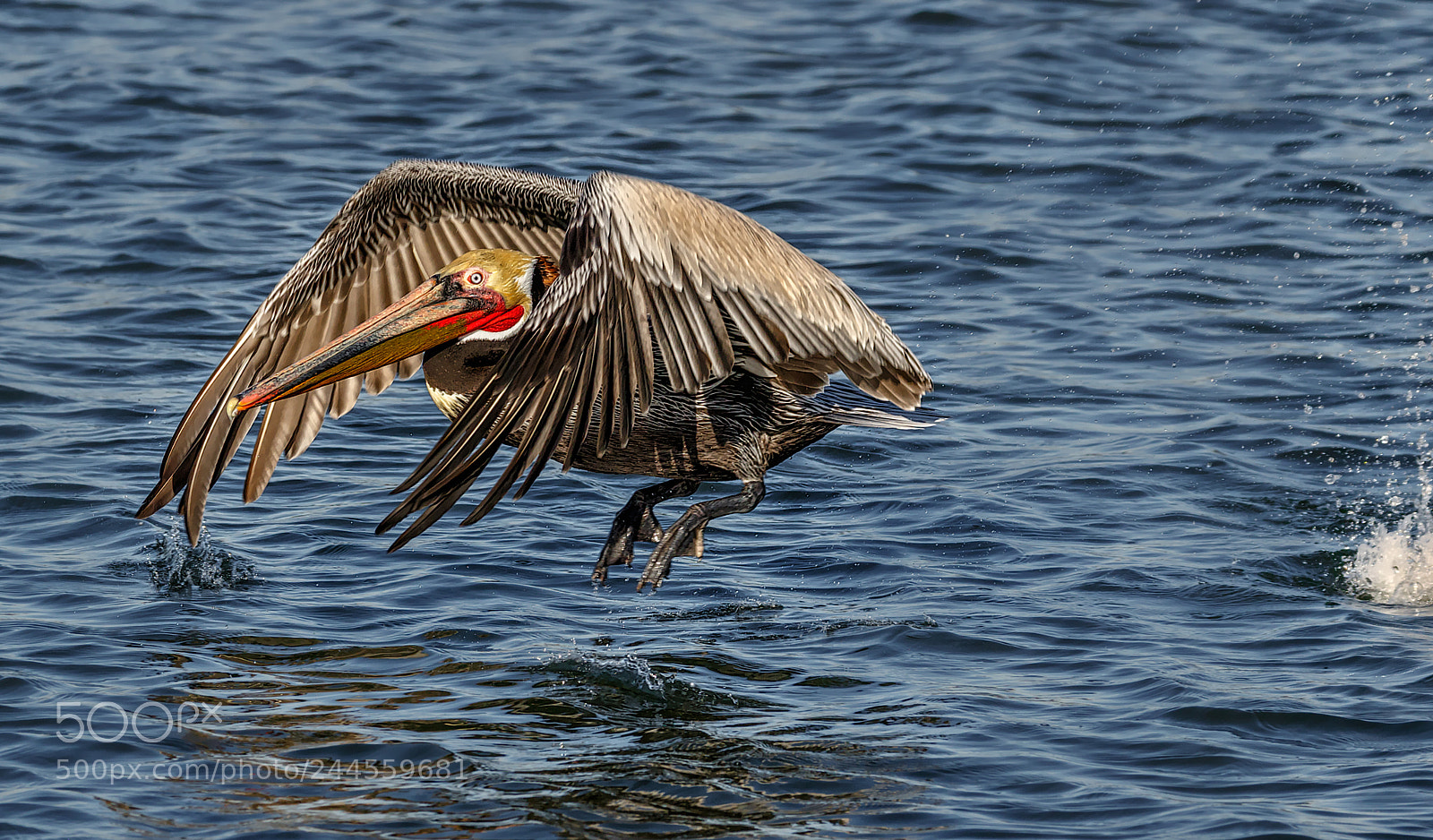 Canon EOS 7D Mark II sample photo. Downswing during the upswing photography